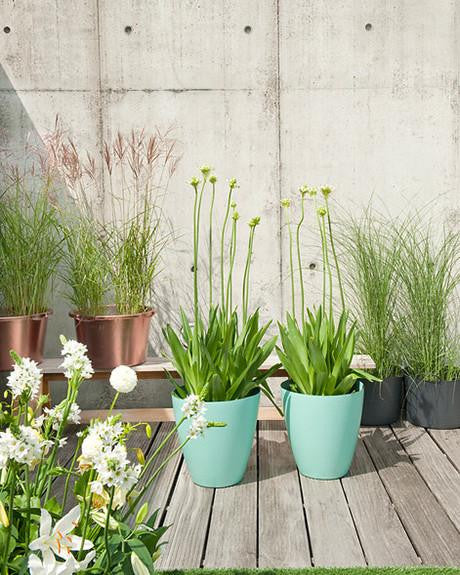 Ornithogalum saundersiae - Image 6