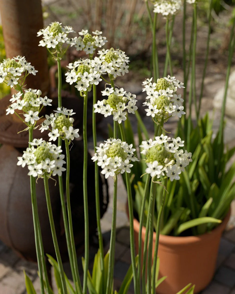 Ornithogalum saundersiae - Image 7