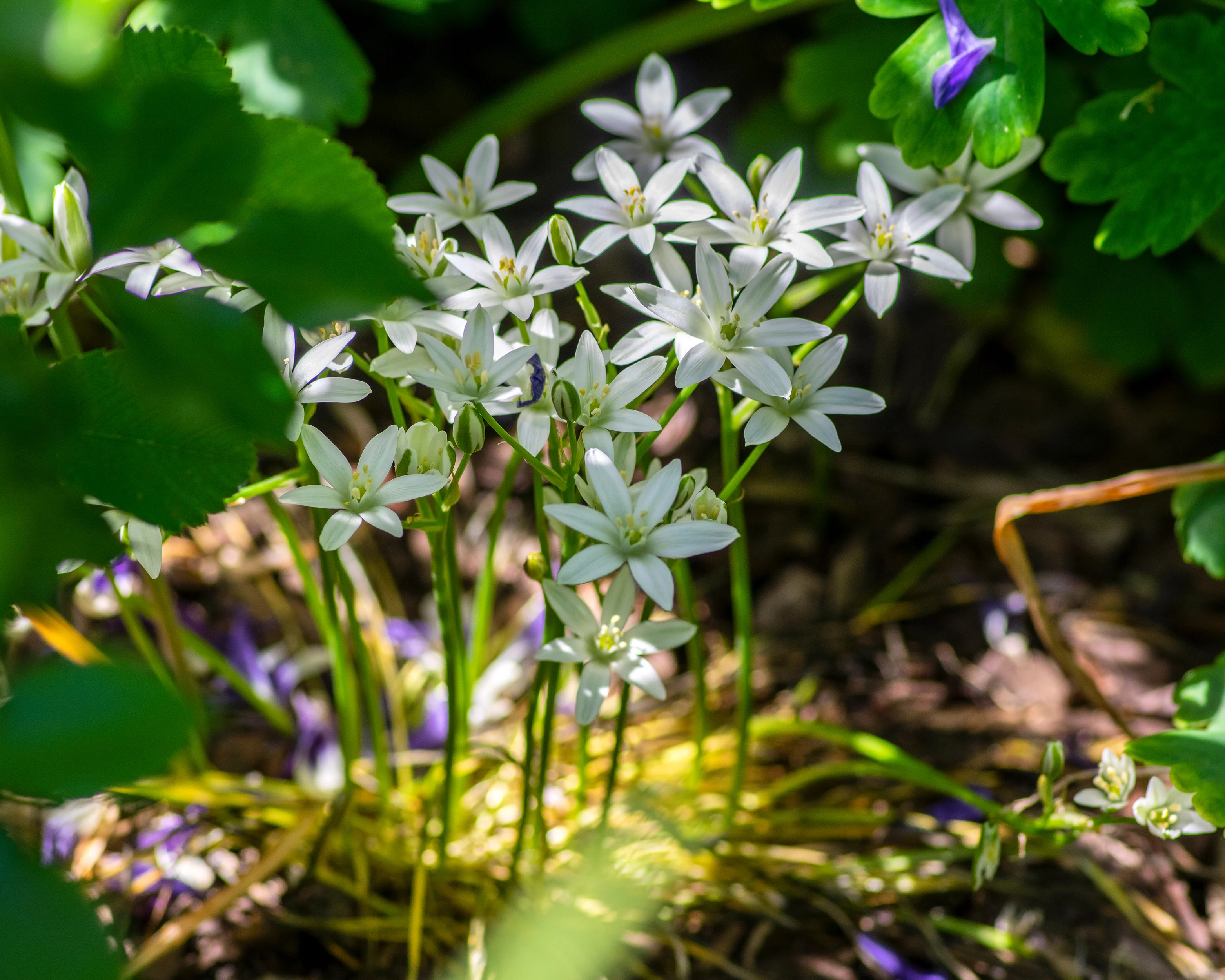 Ornithogalum umbellatum - Image 11