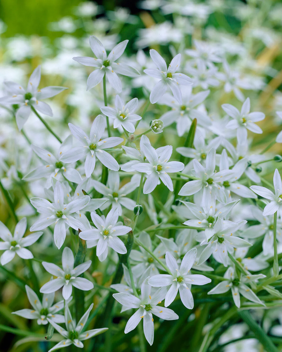 Ornithogalum umbellatum - Image 2