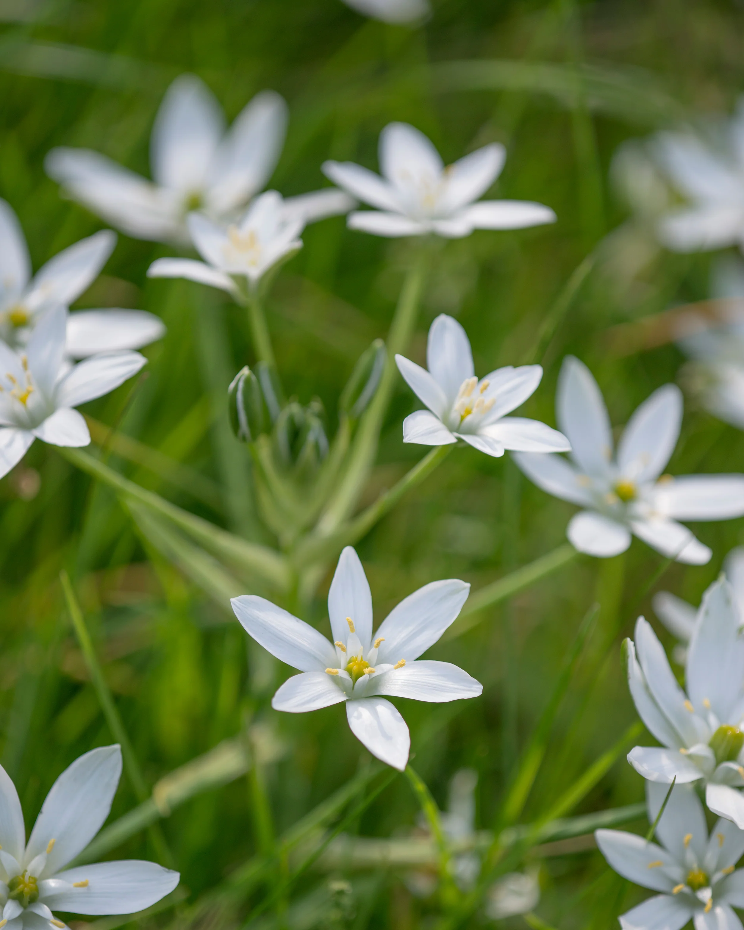 Ornithogalum umbellatum - Image 3