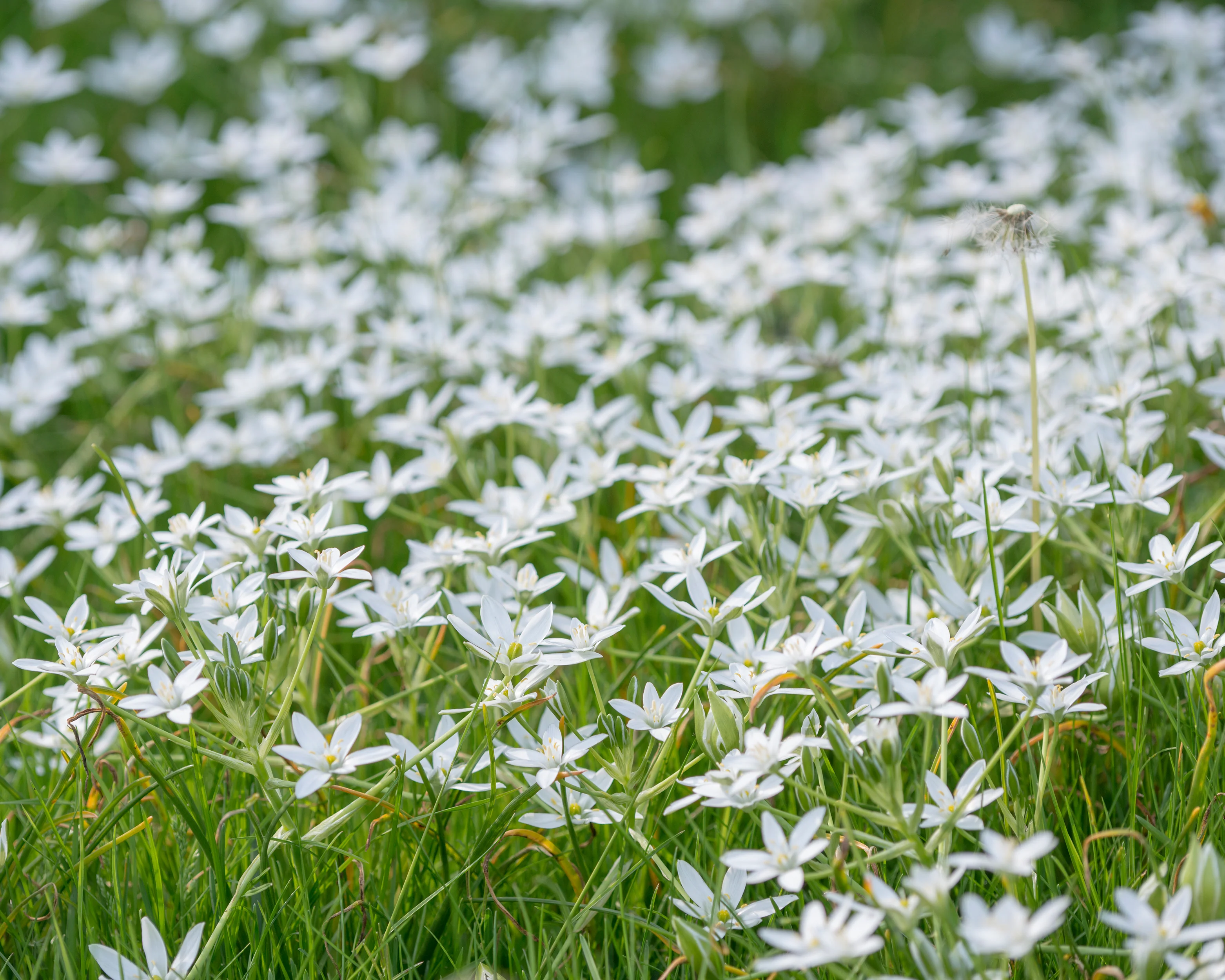 Ornithogalum umbellatum - Image 7