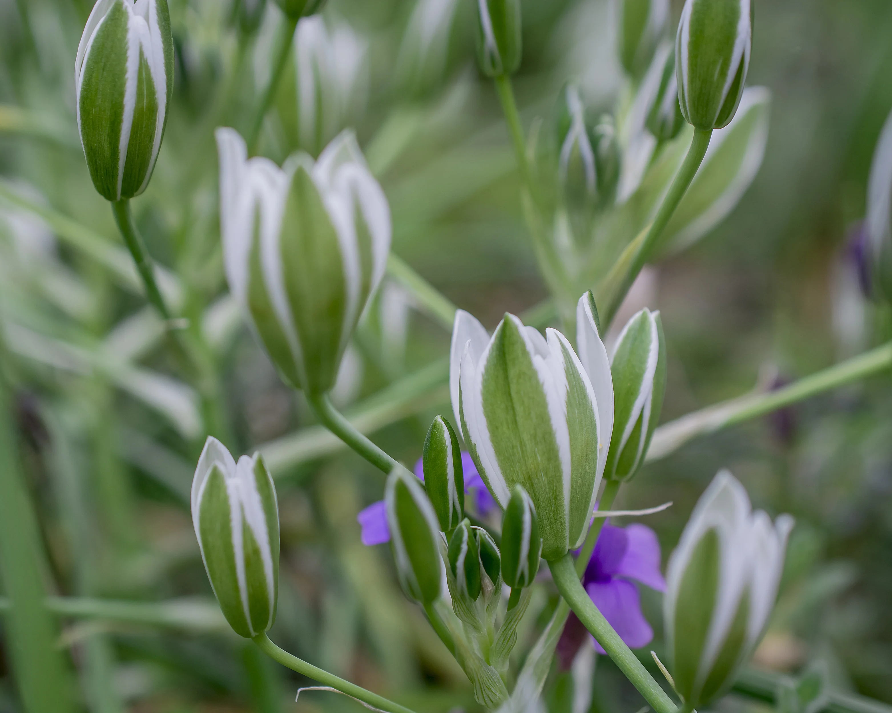 Ornithogalum umbellatum - Image 9