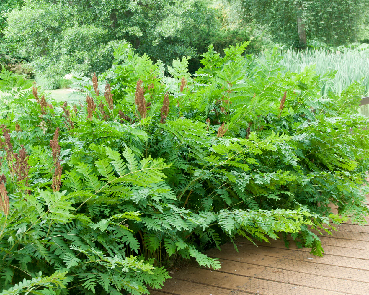 Osmunda regalis - Image 4