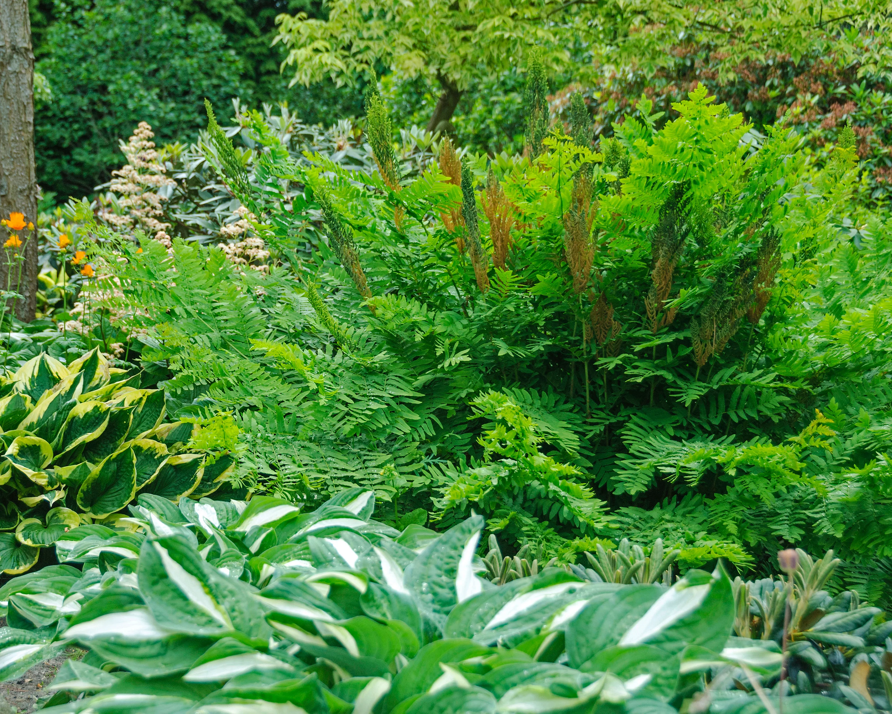 Osmunda regalis - Image 5