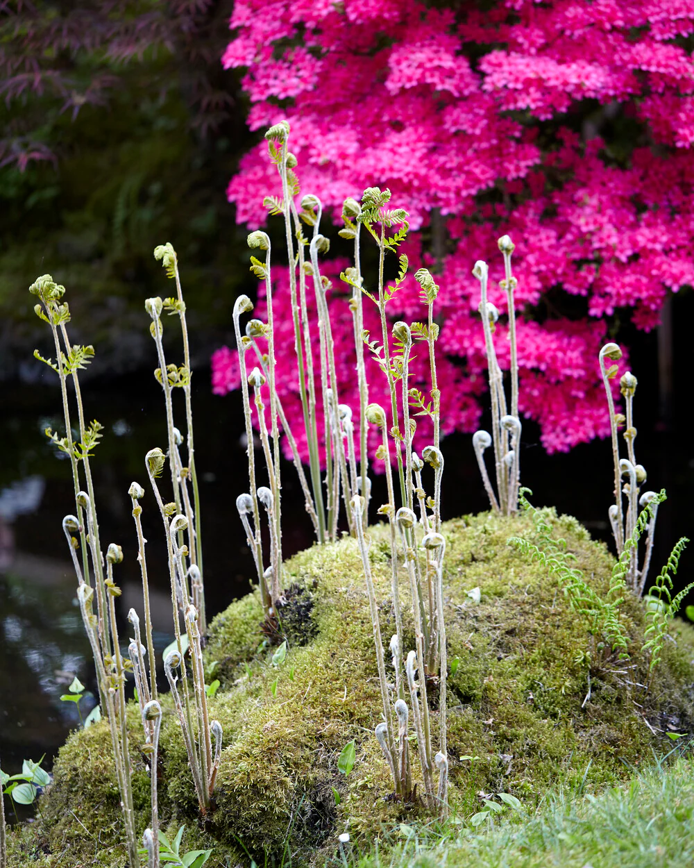 Osmunda regalis - Image 6