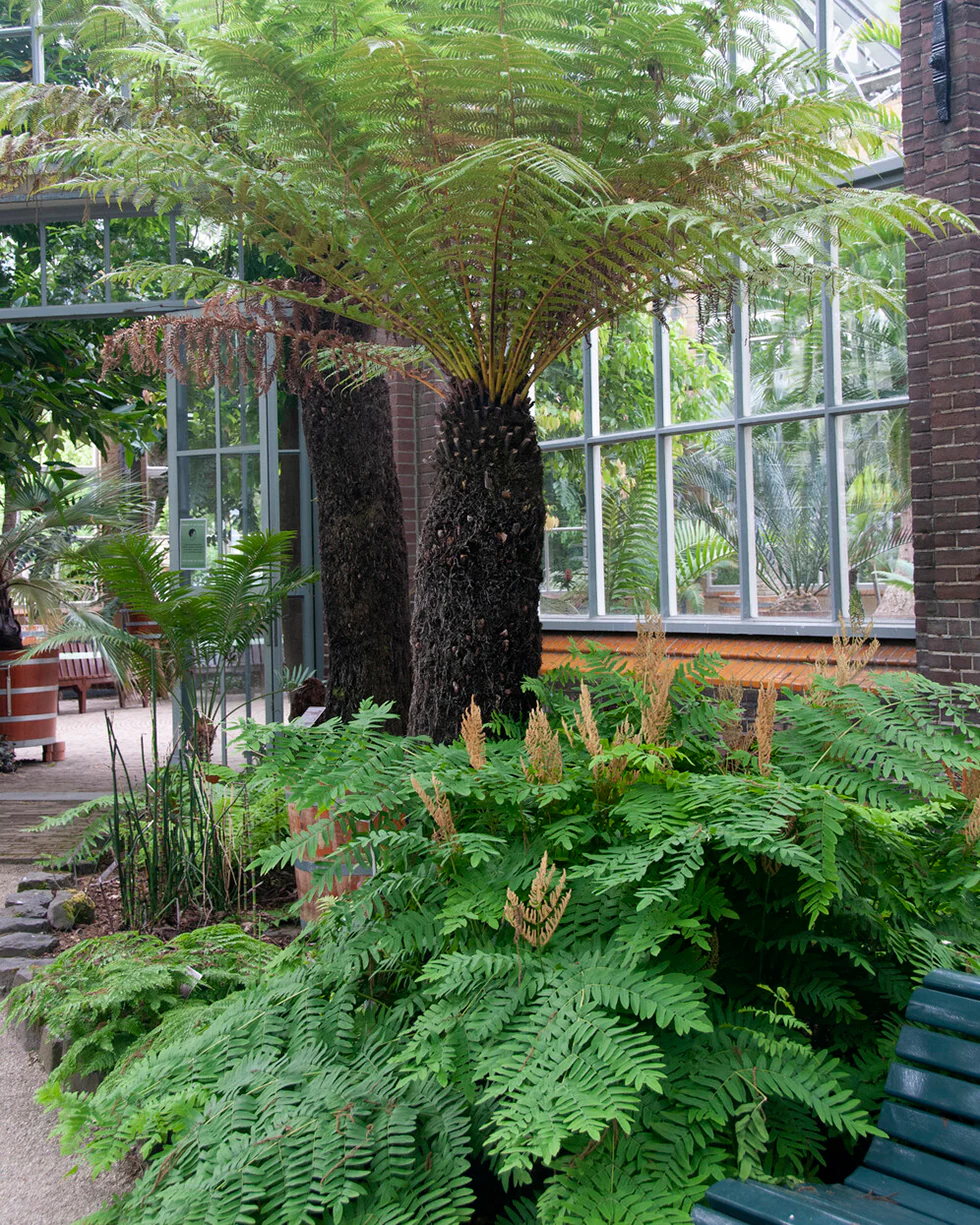 Osmunda regalis - Image 8