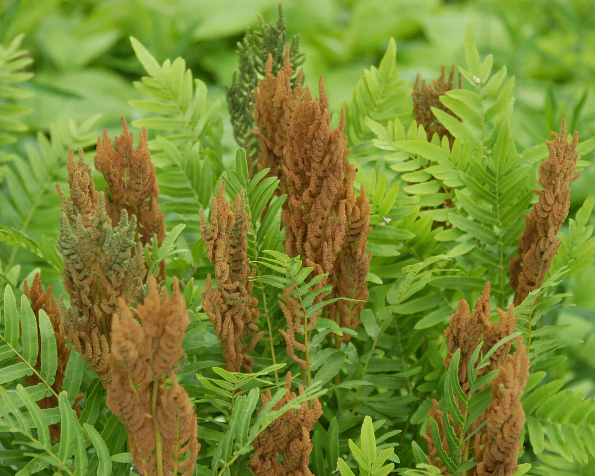 Osmunda regalis - Image 9