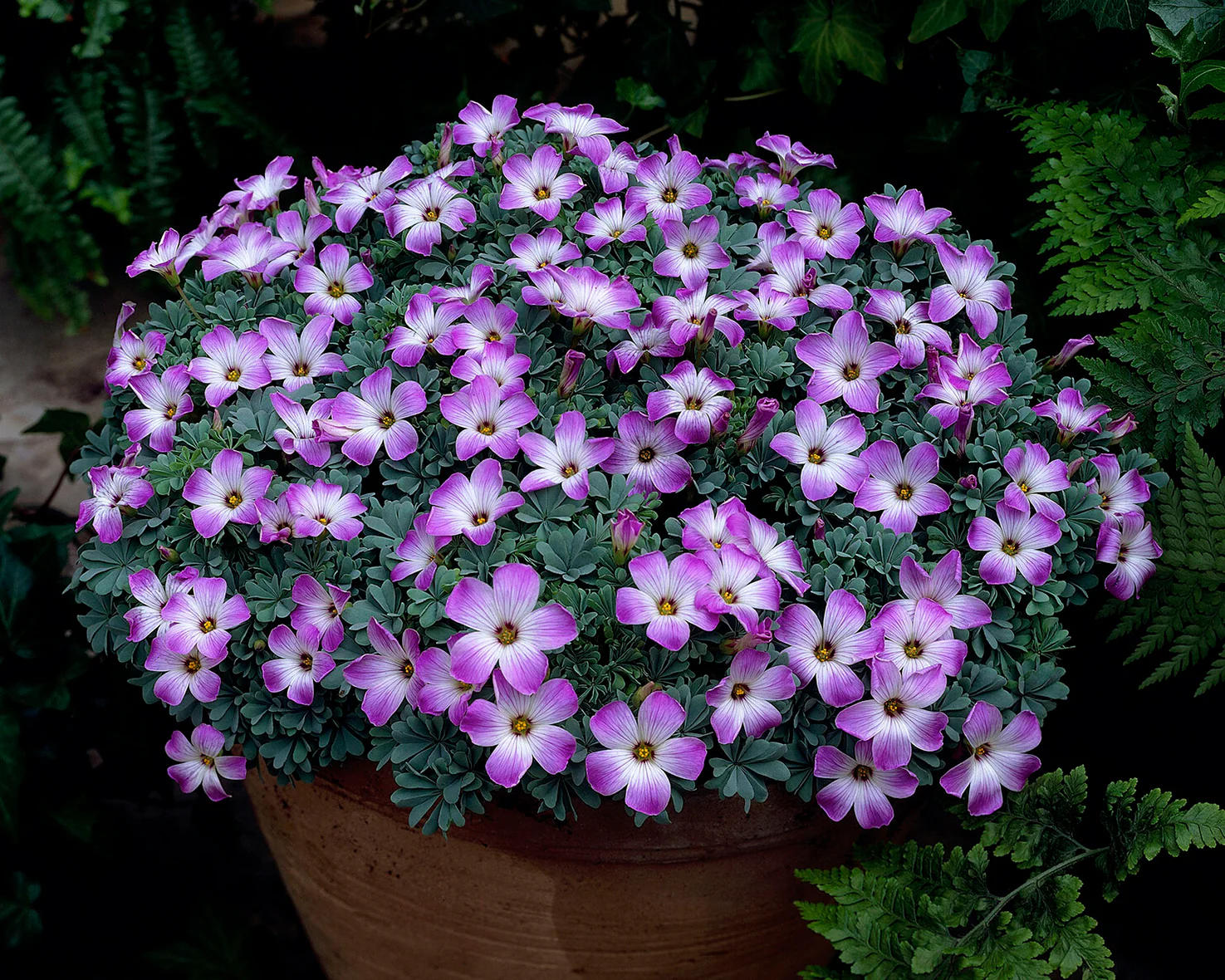 Oxalis adenophylla - Image 5