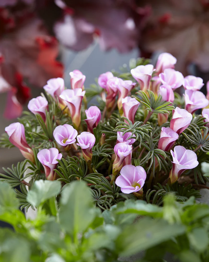 Oxalis 'Autumn Pink' - Image 2