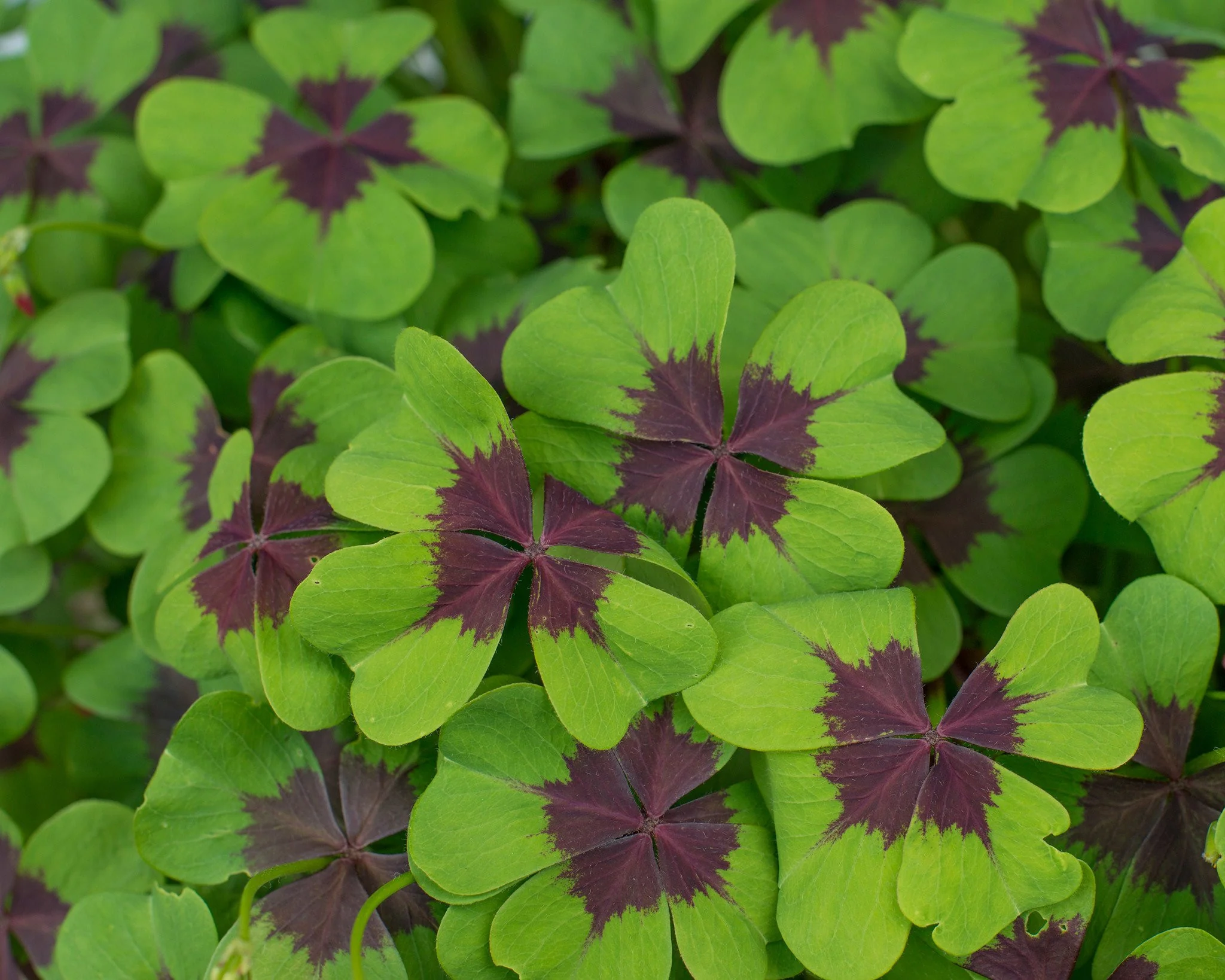 Oxalis 'Iron Cross' - Image 3