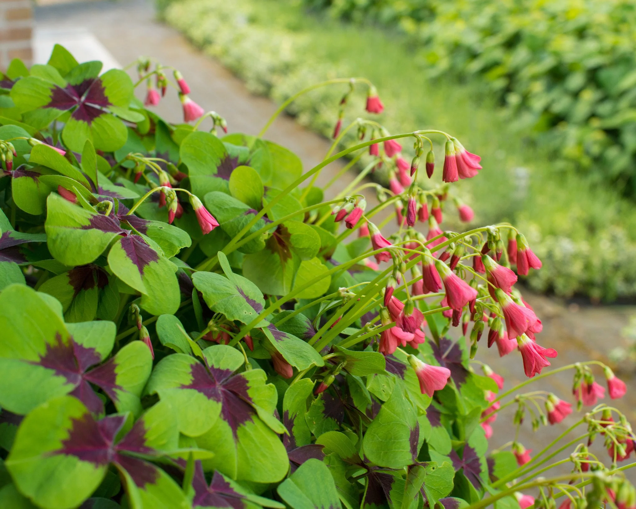 Oxalis 'Iron Cross' - Image 4