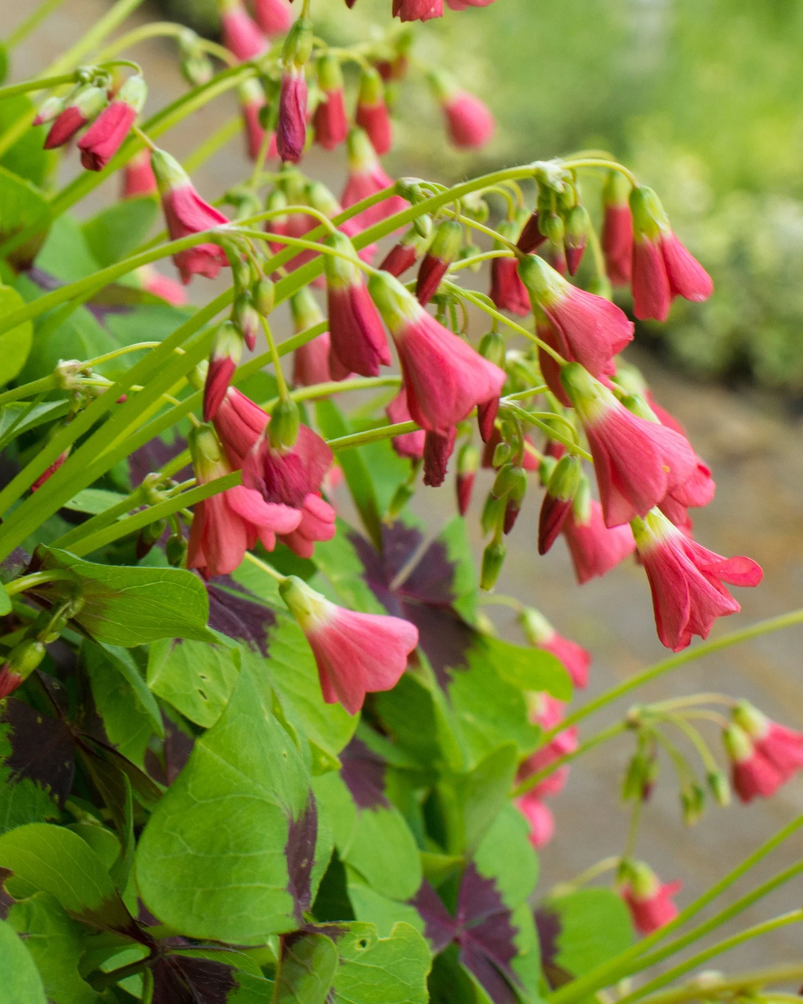 Oxalis 'Iron Cross' - Image 5