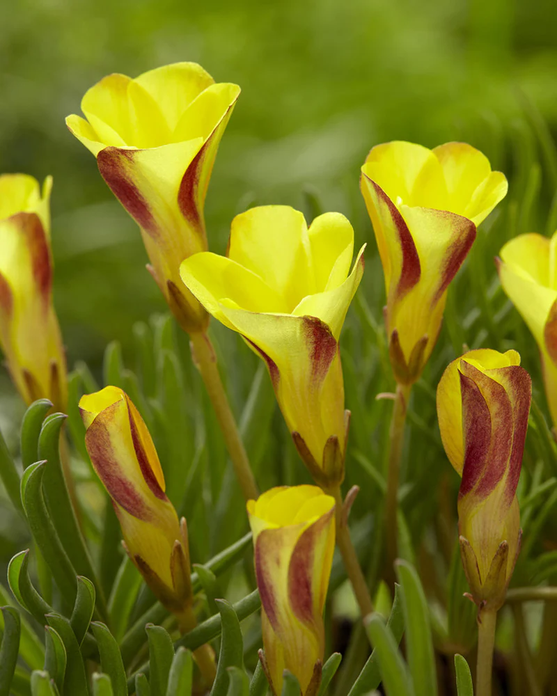 Oxalis 'Golden Cape' - Image 3