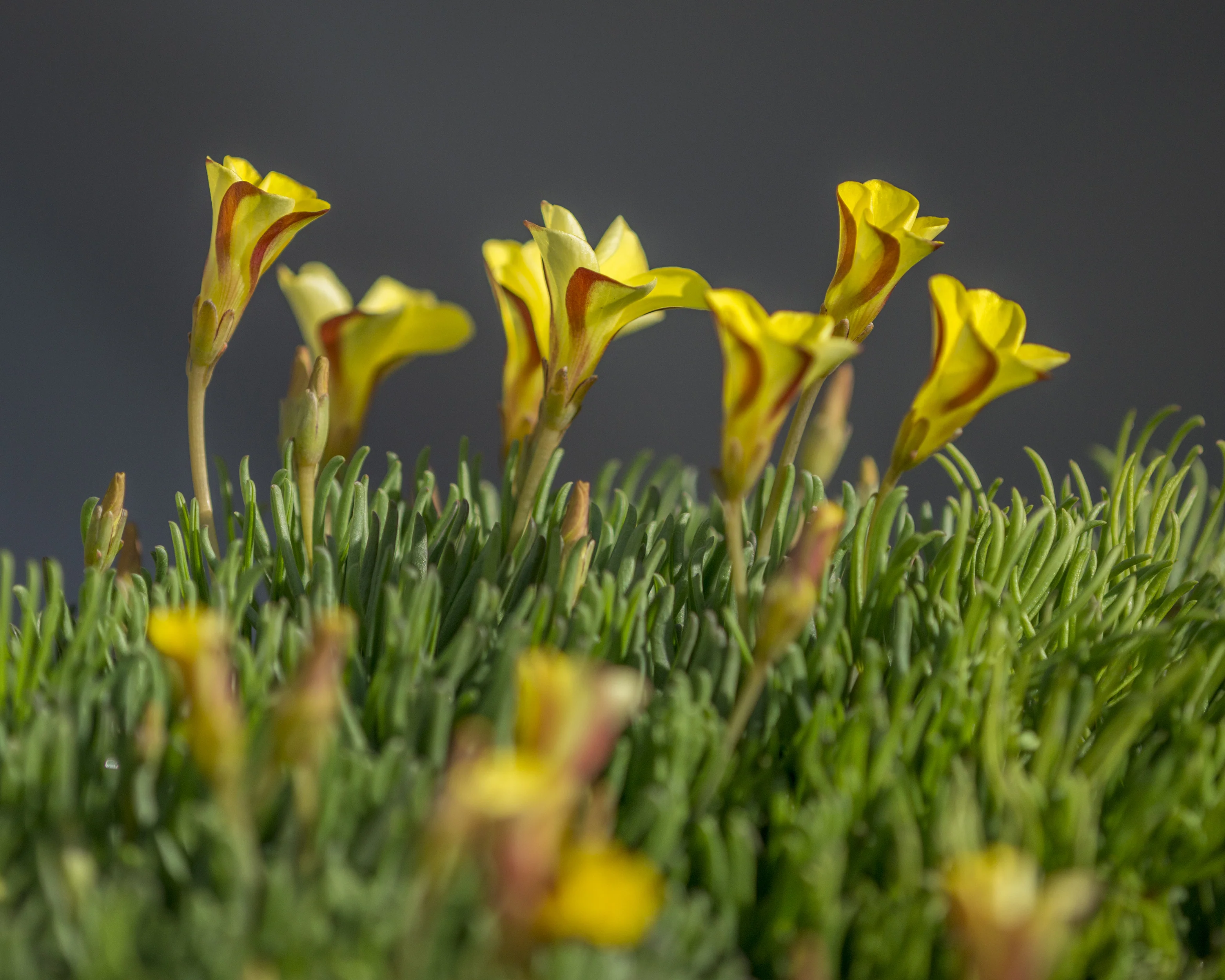 Oxalis 'Golden Cape' - Image 4