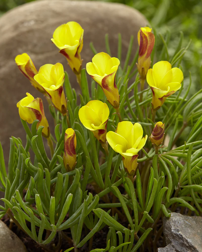 Oxalis 'Golden Cape' - Image 5