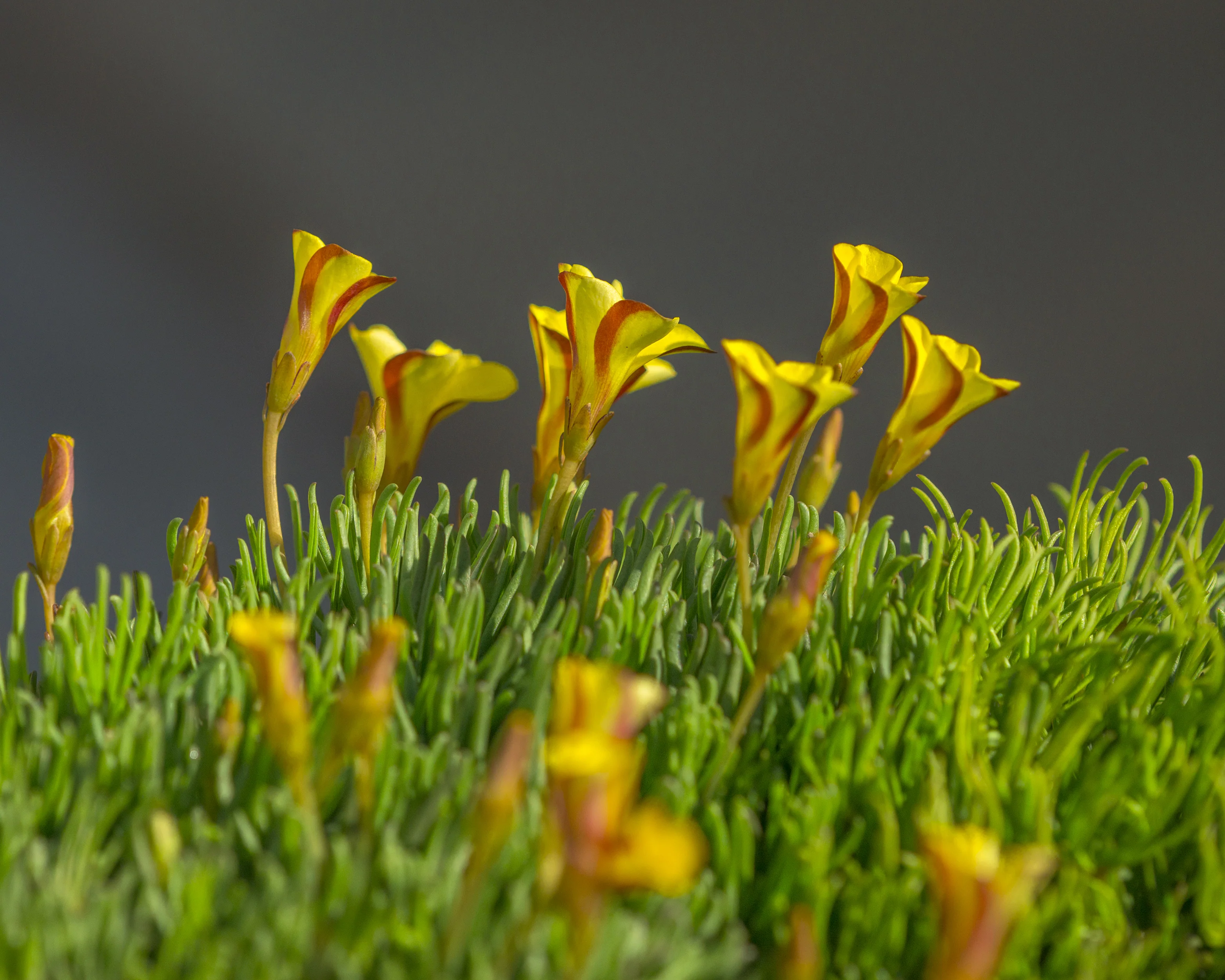 Oxalis 'Golden Cape' - Image 6