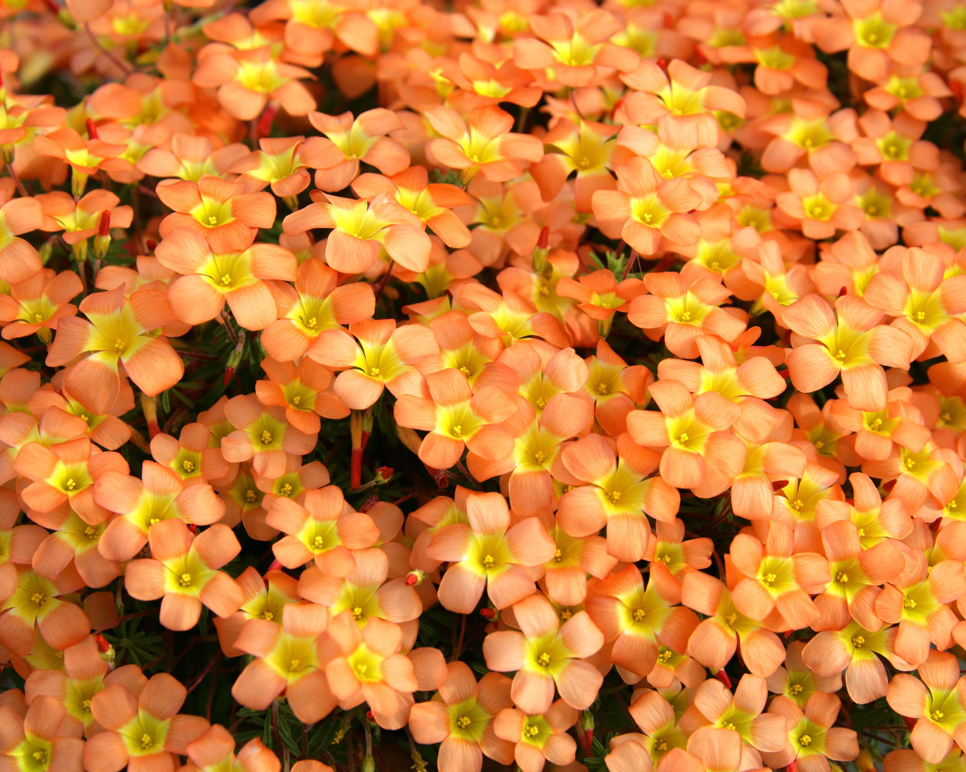 Oxalis massoniana - Image 5