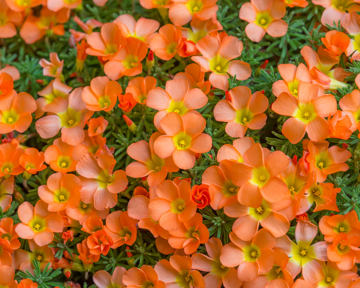 Oxalis massoniana - Image 6