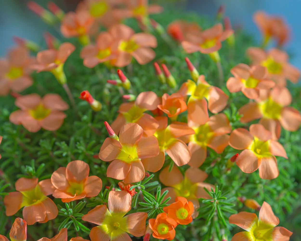 Oxalis massoniana - Image 9