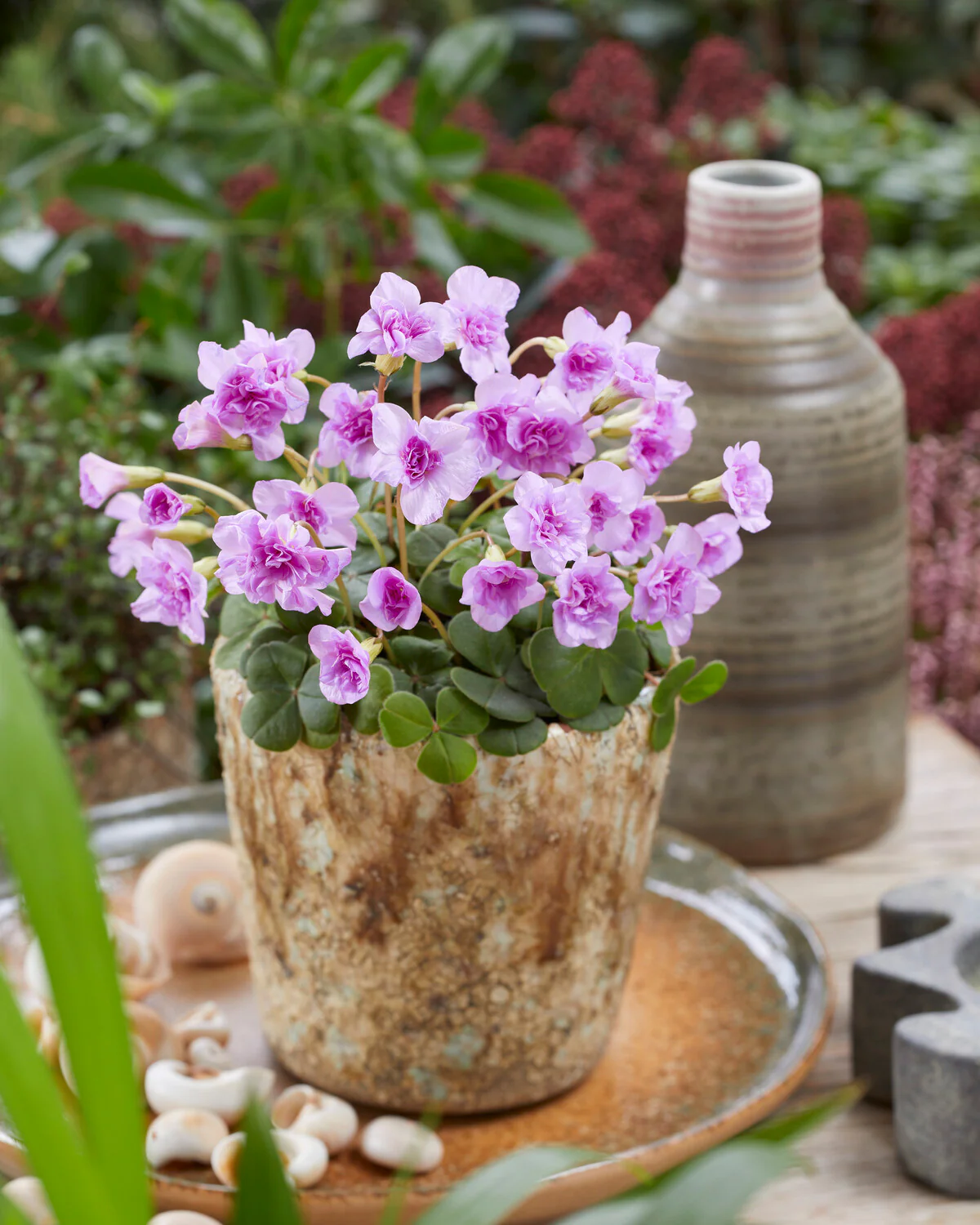 Oxalis 'Pom-Pom' - Image 2