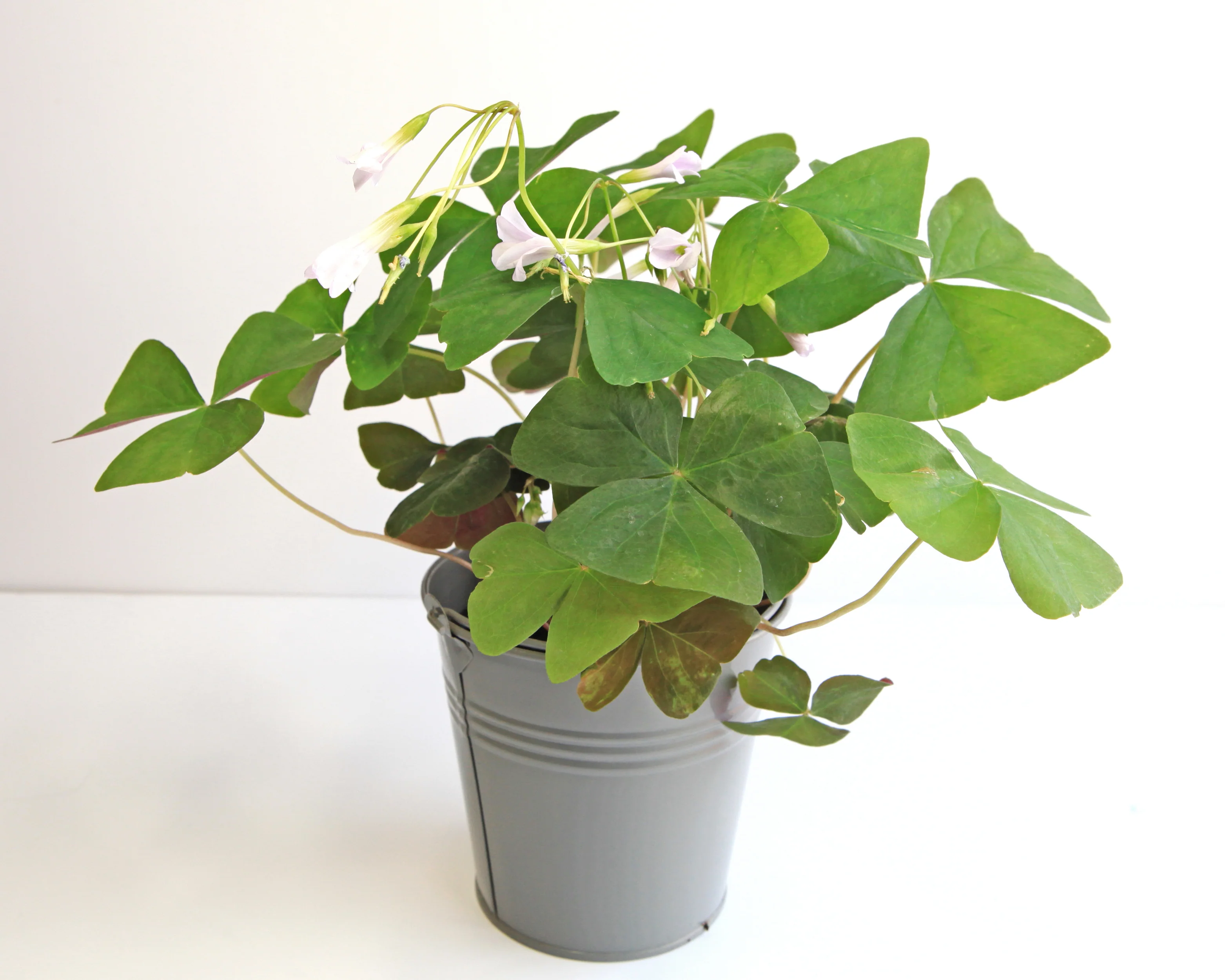 Oxalis regnellii - Image 3