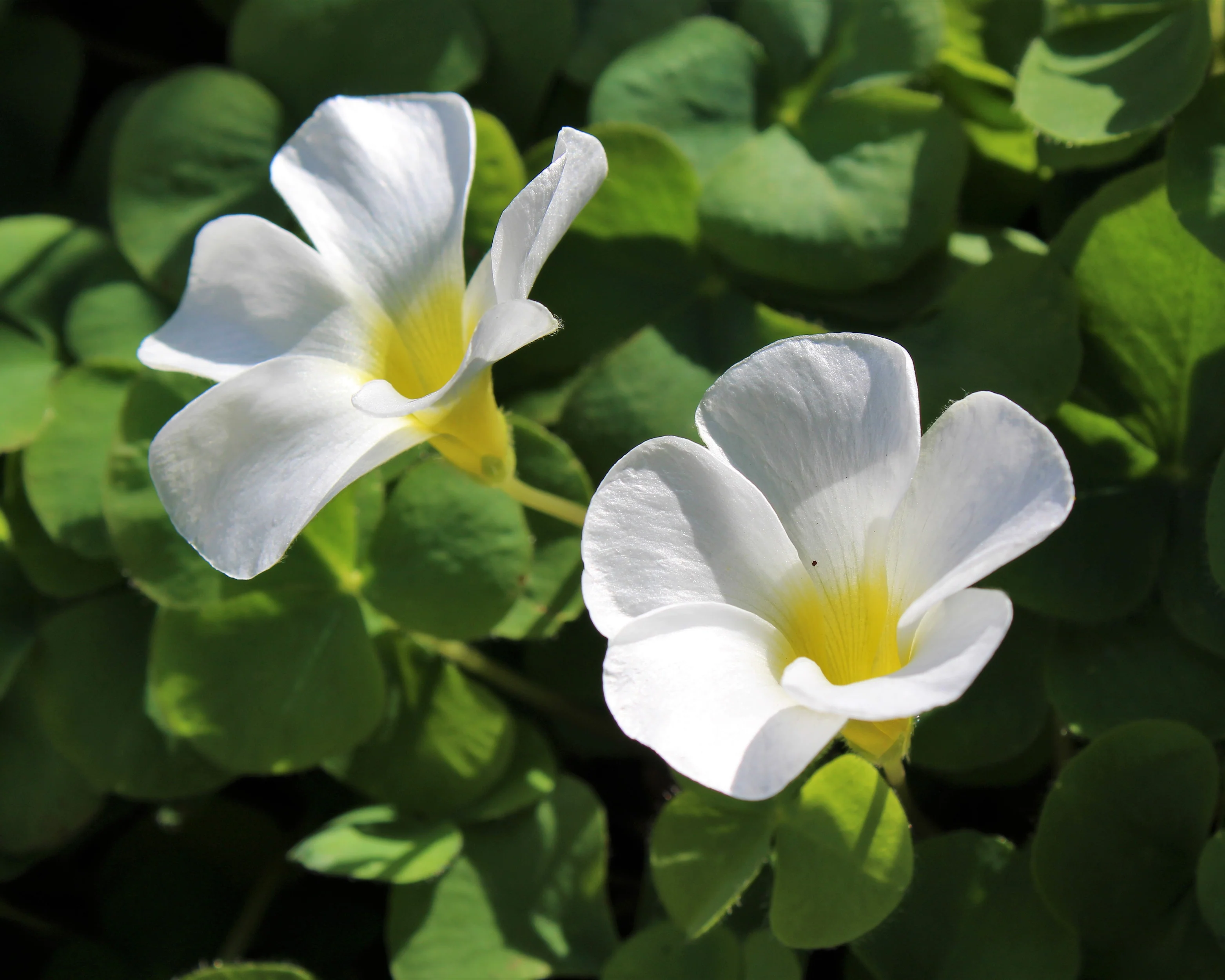 Oxalis regnellii - Image 4
