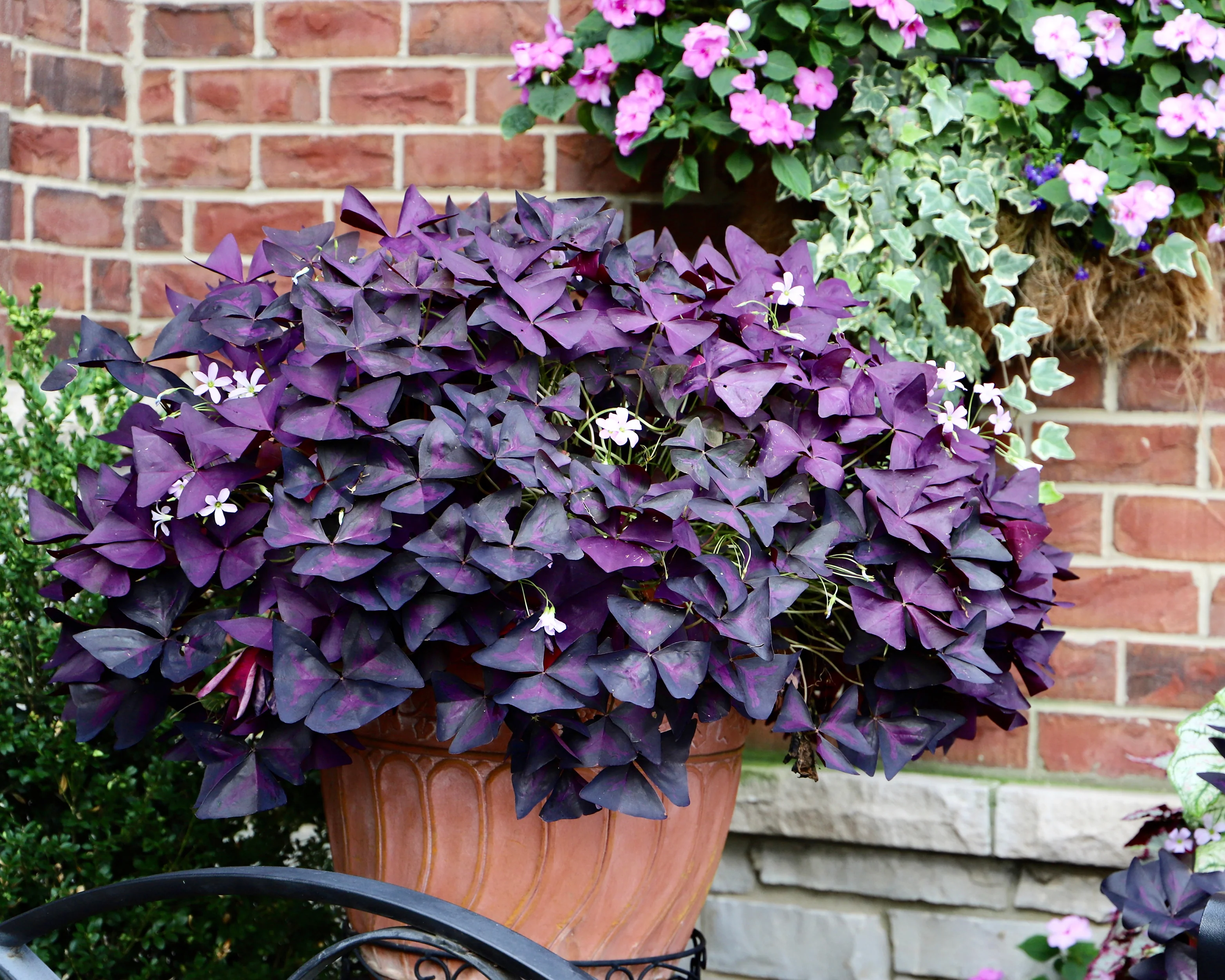 Oxalis triangularis - Image 13