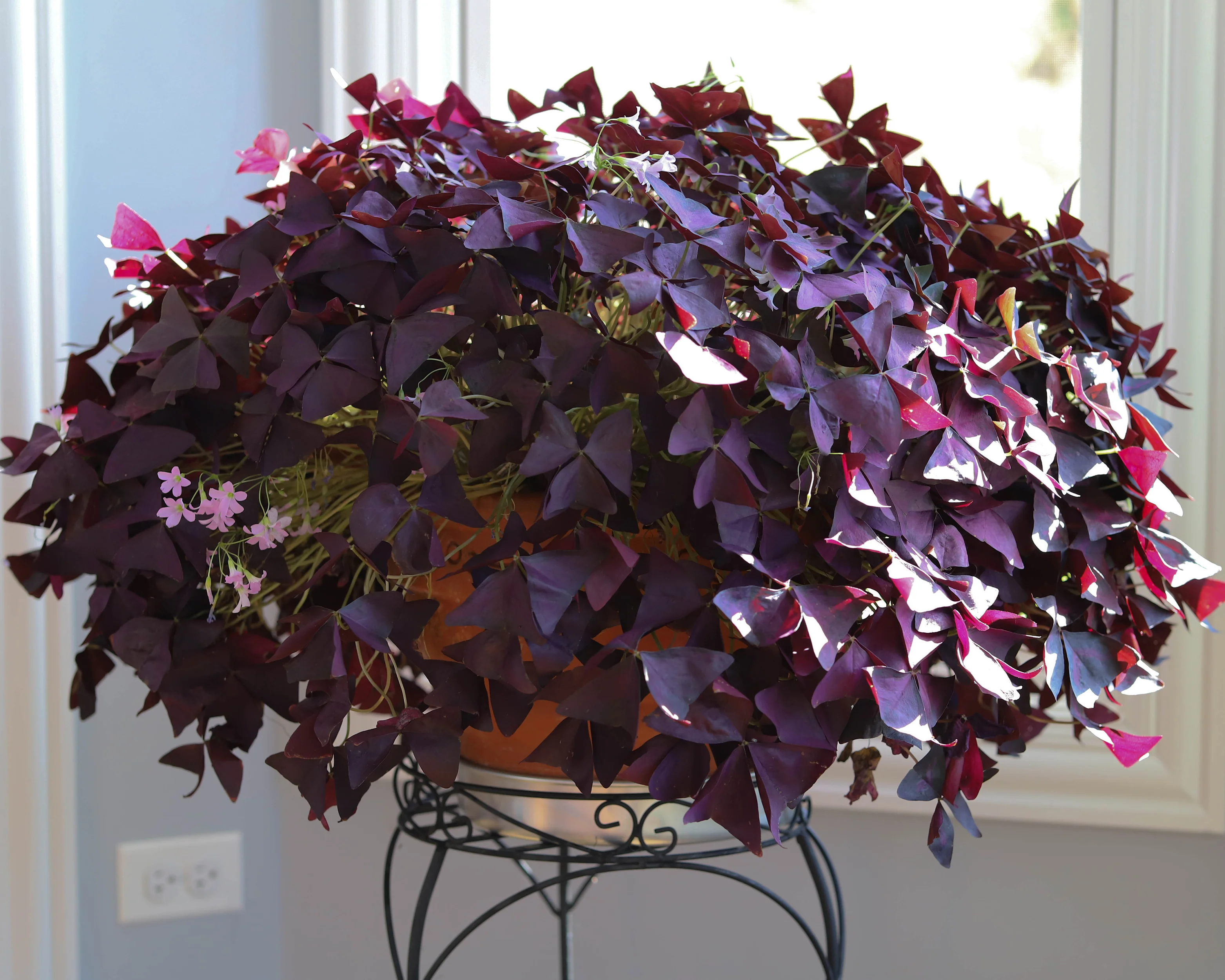 Oxalis triangularis - Image 4