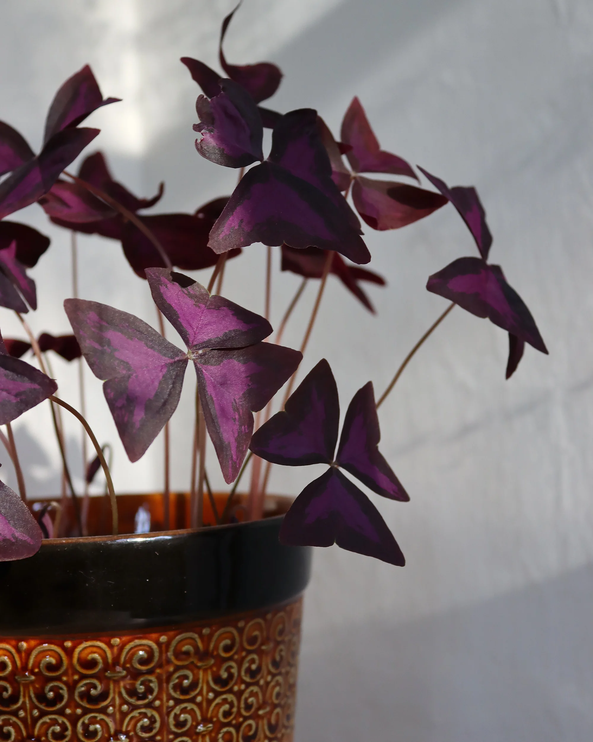 Oxalis triangularis - Image 5