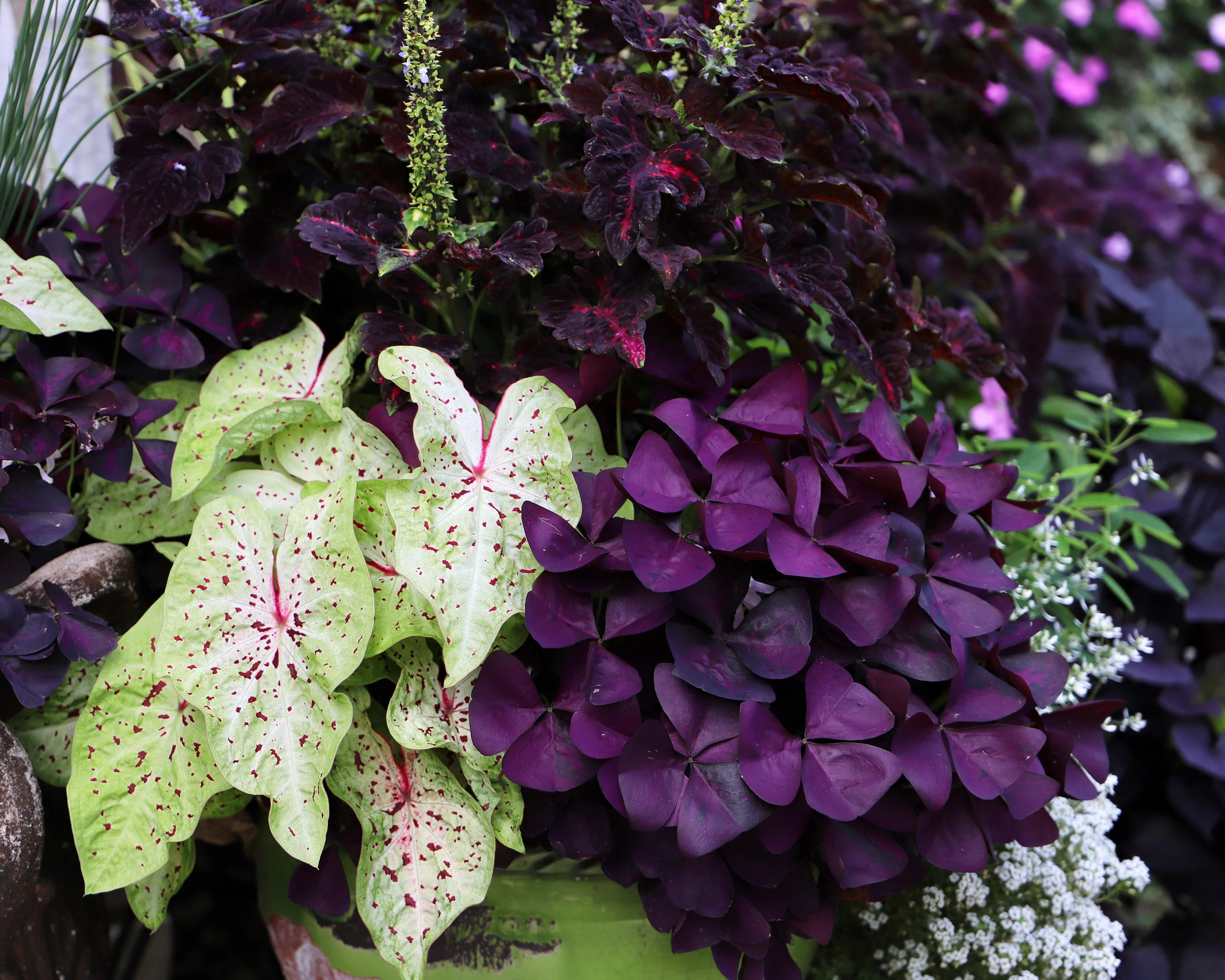 Oxalis triangularis - Image 6