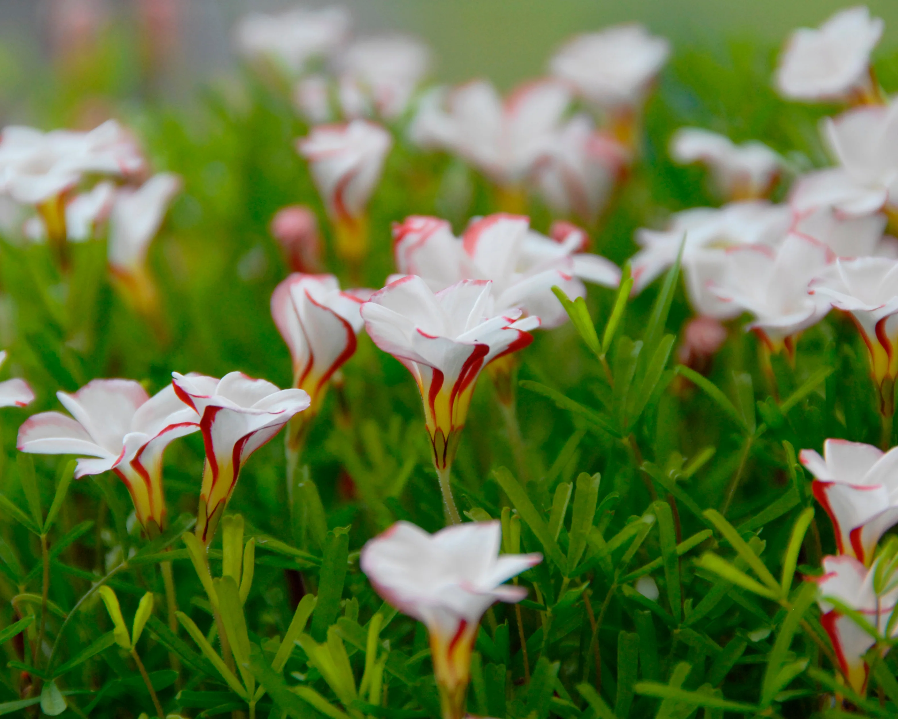 Oxalis versicolor - Image 4