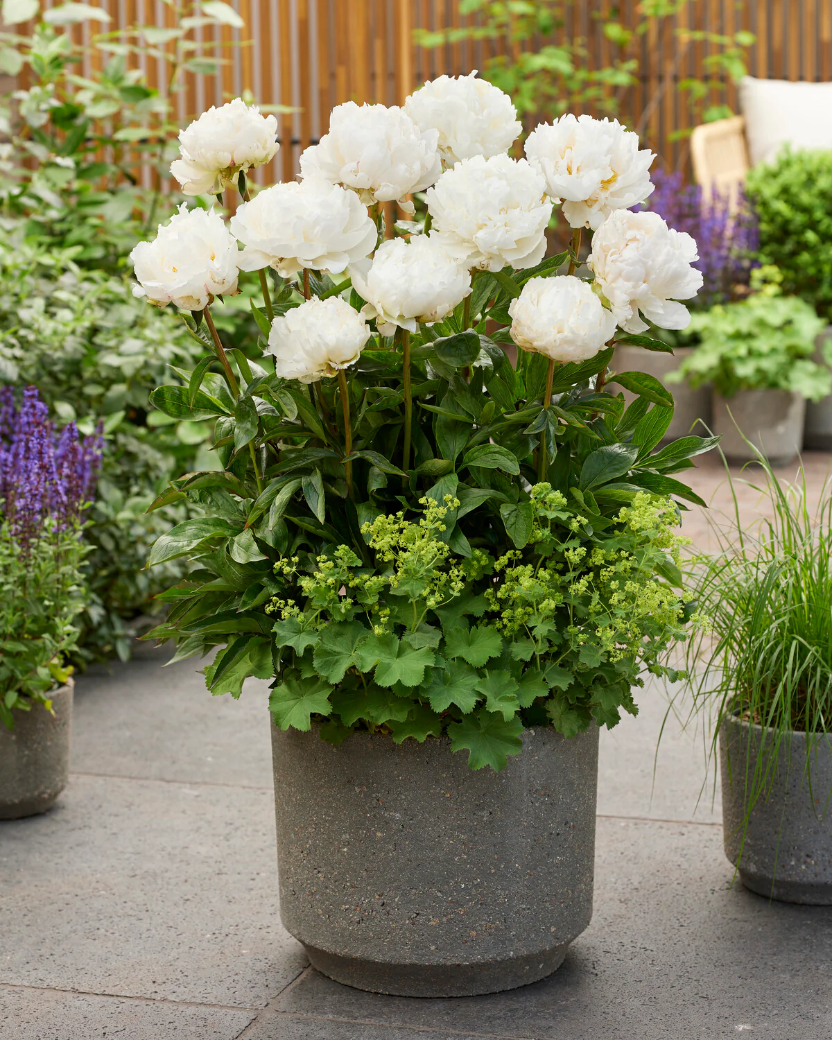 Paeonia 'Bowl of Cream' - Image 2