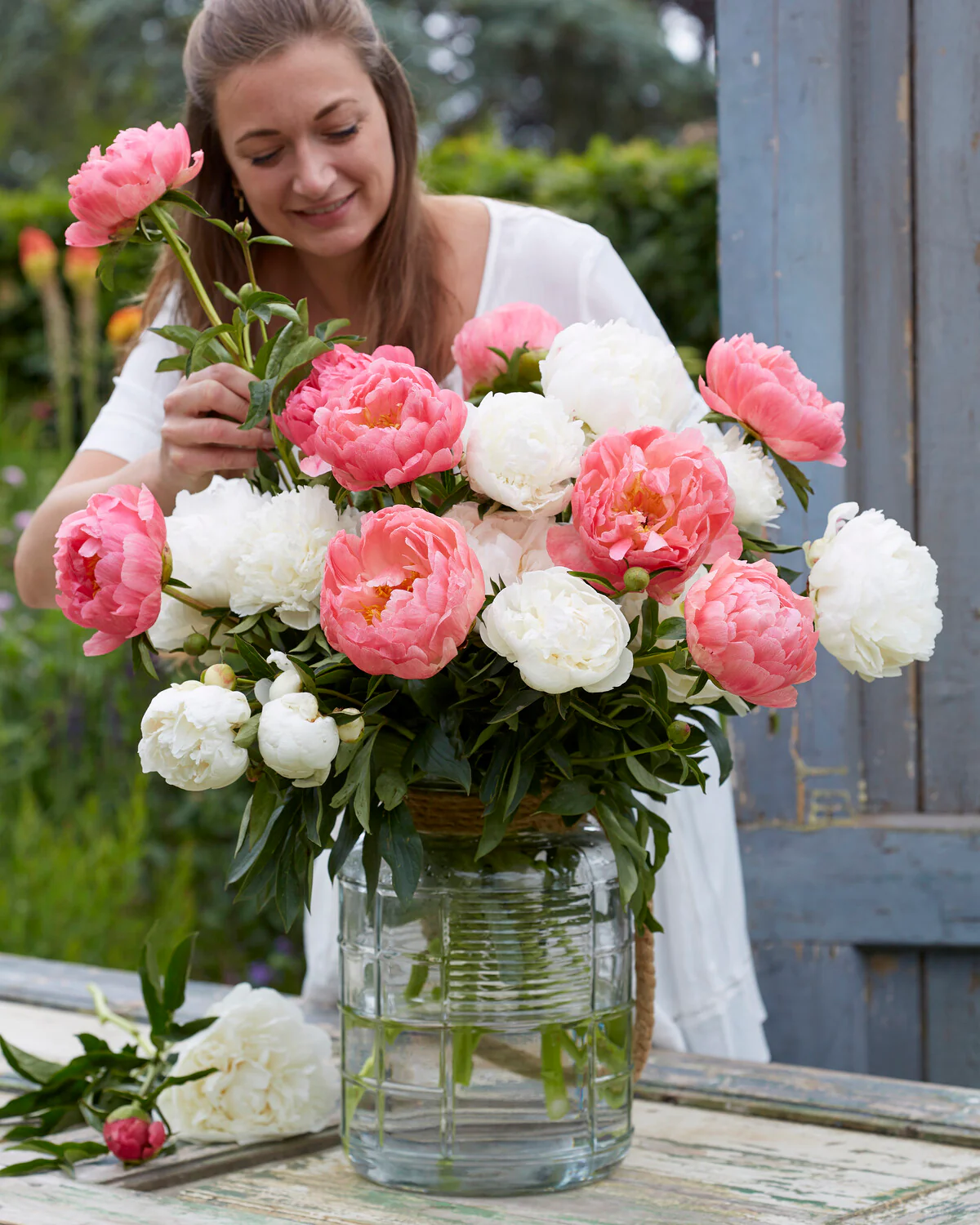 Paeonia 'Bowl of Cream' - Image 3
