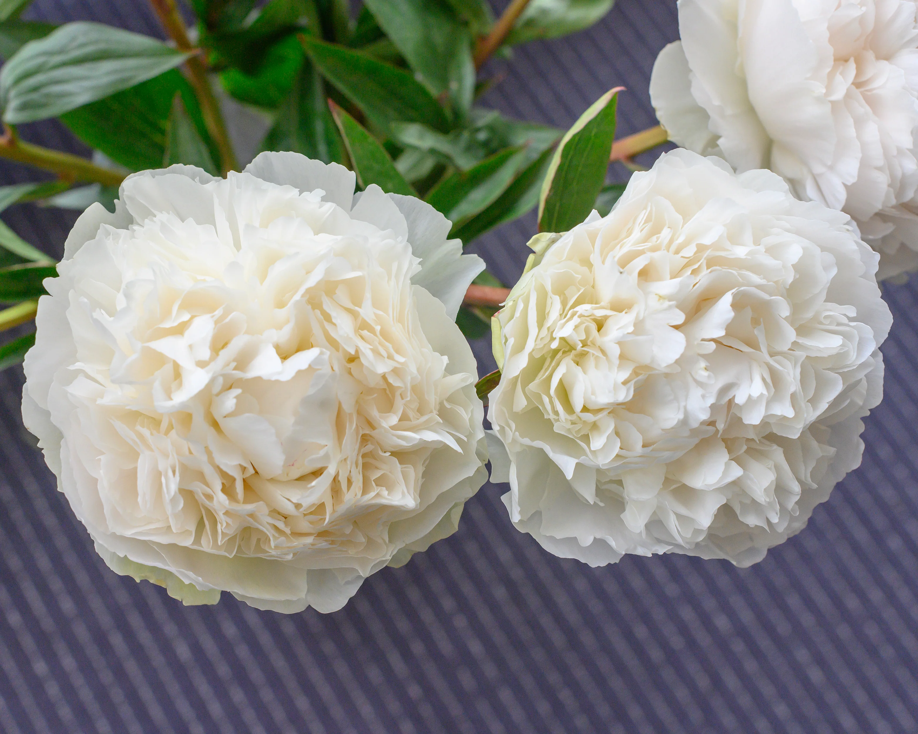 Paeonia 'Bowl of Cream' - Image 5