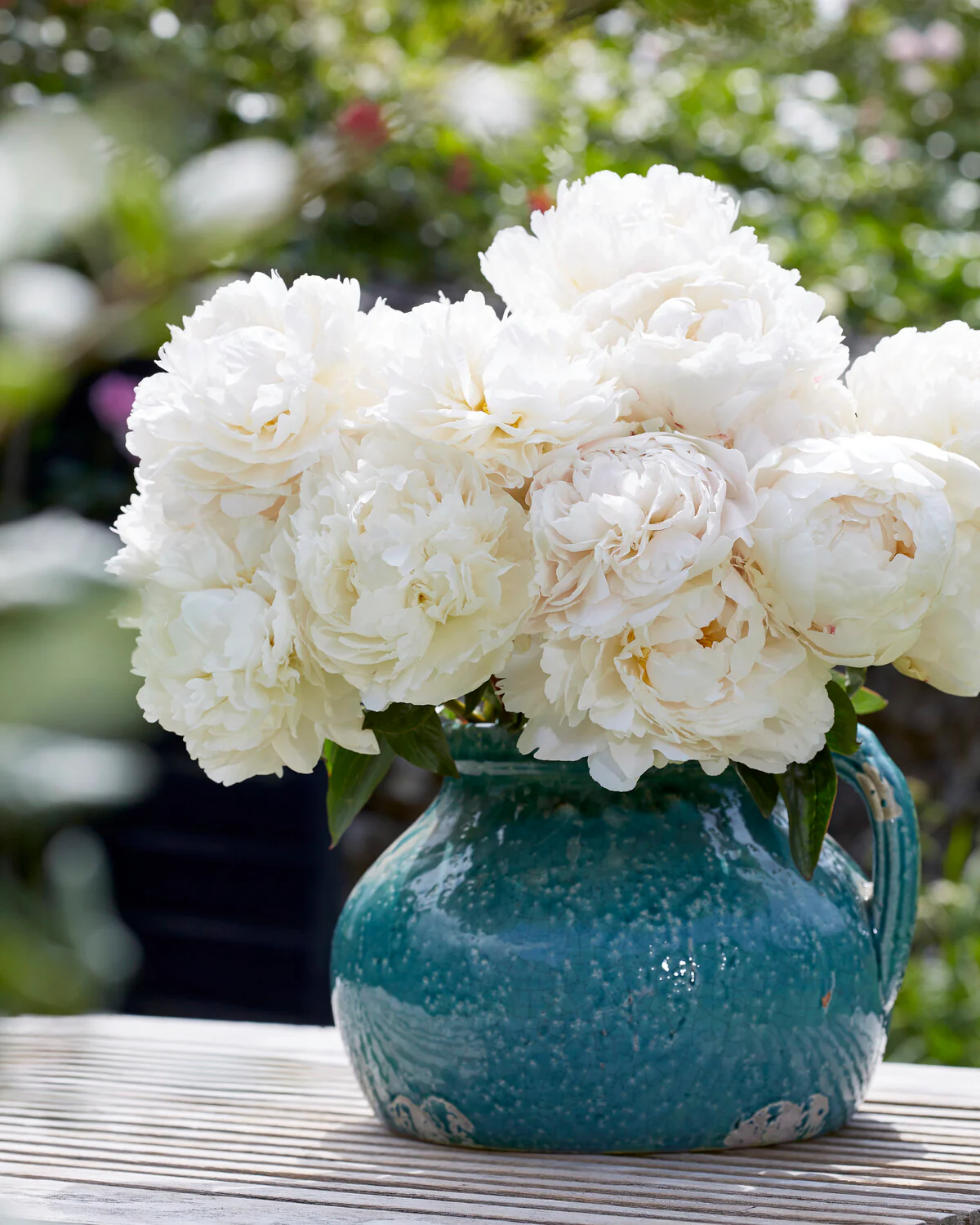 Paeonia 'Bowl of Cream' - Image 6