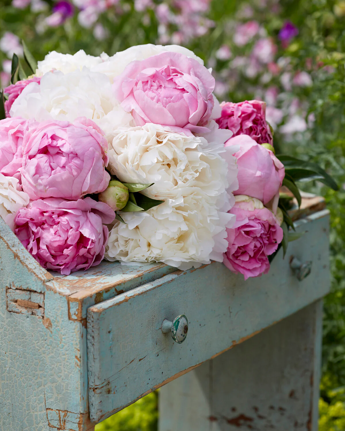 Paeonia 'Bowl of Cream' - Image 7