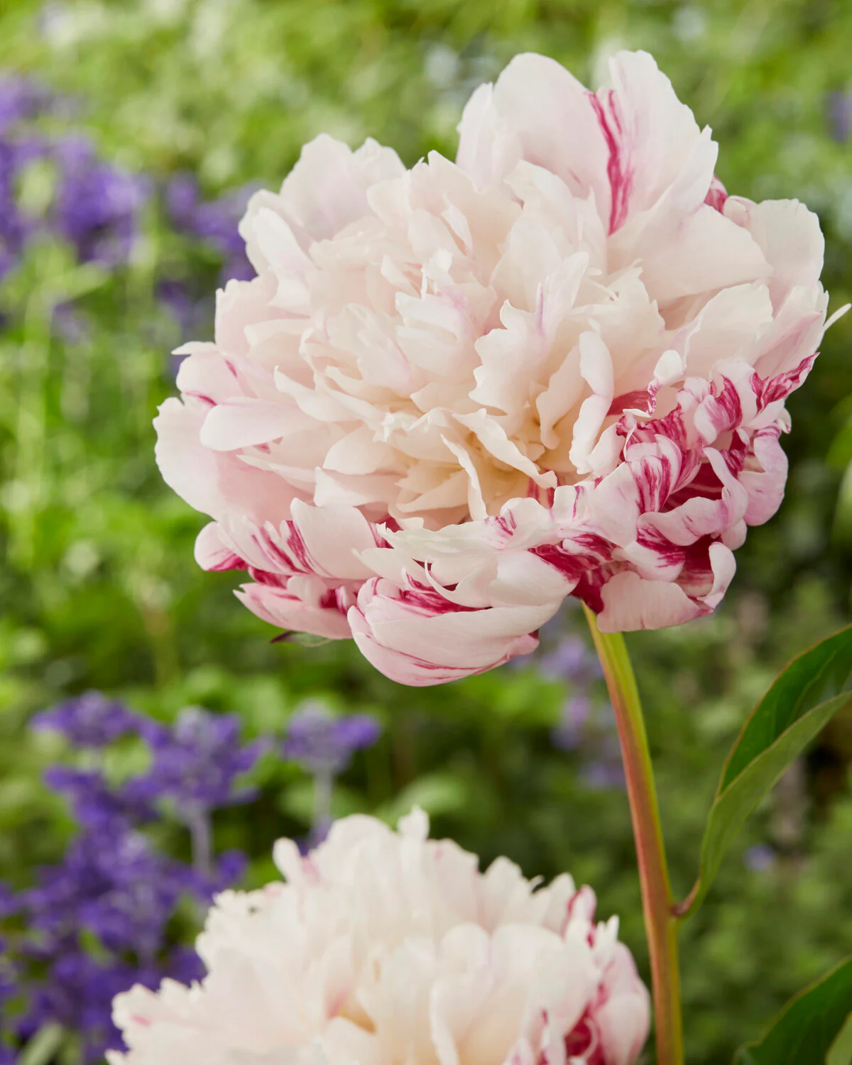 Paeonia 'Candy Stripe' - Image 3