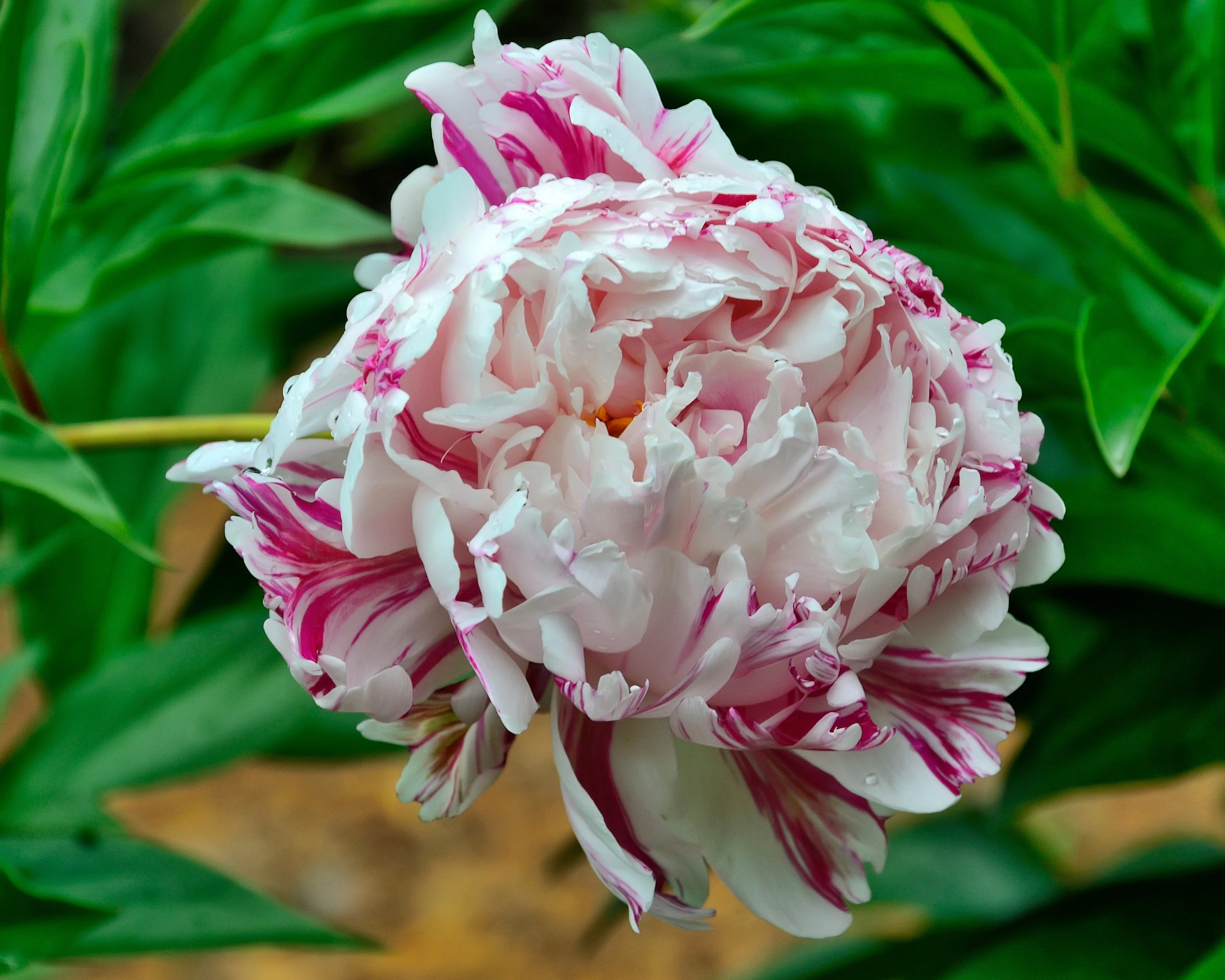 Paeonia 'Candy Stripe' - Image 4