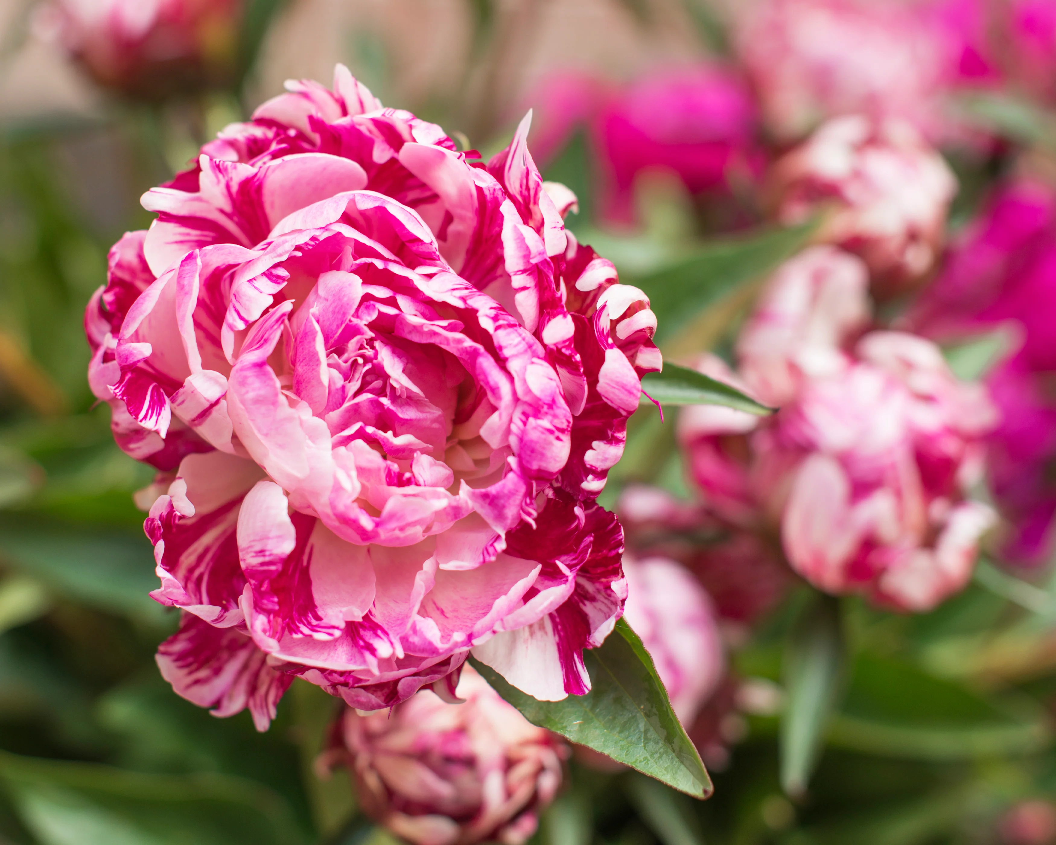 Paeonia 'Candy Stripe' - Image 7