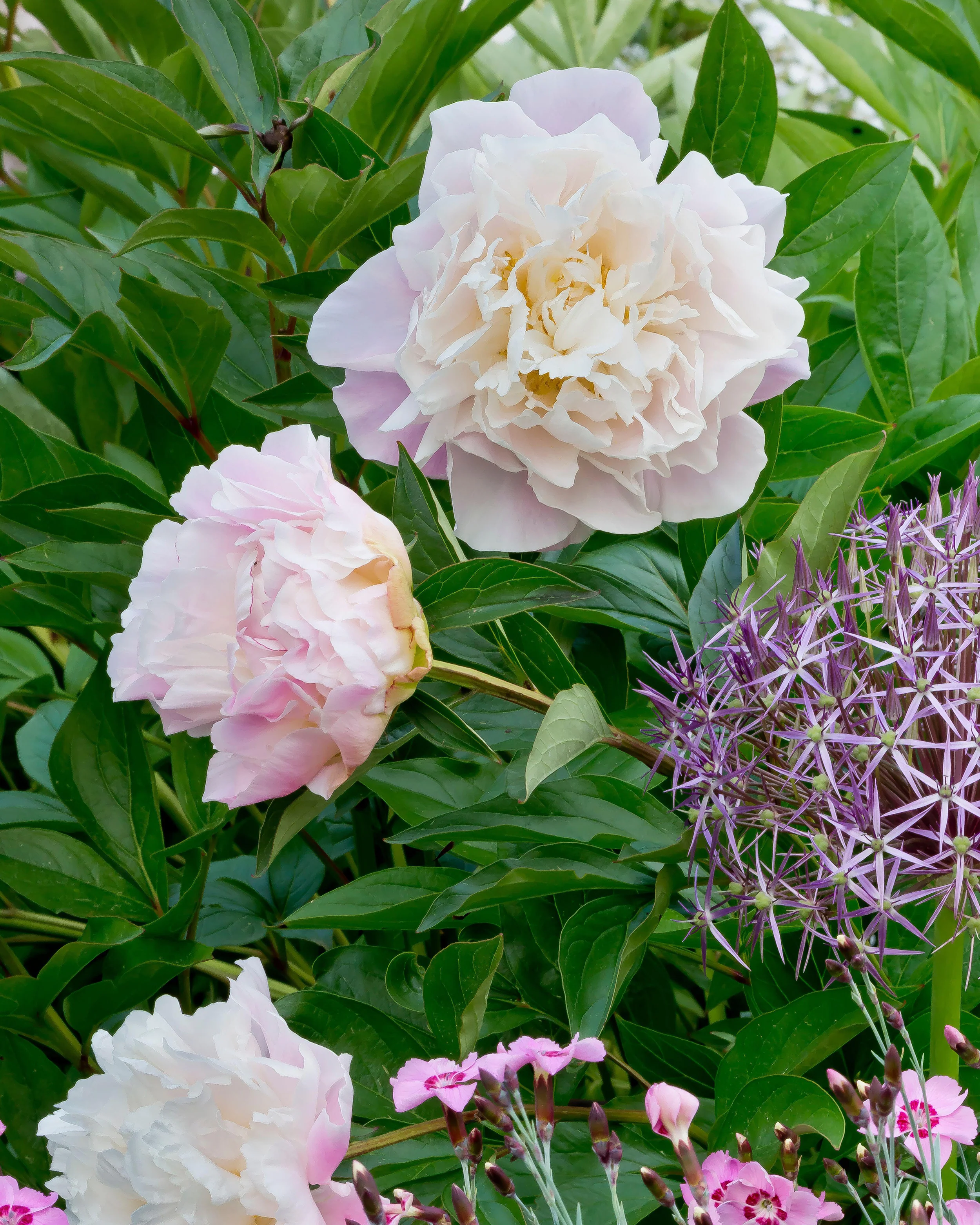Paeonia 'Catharina Fontijn' - Image 2