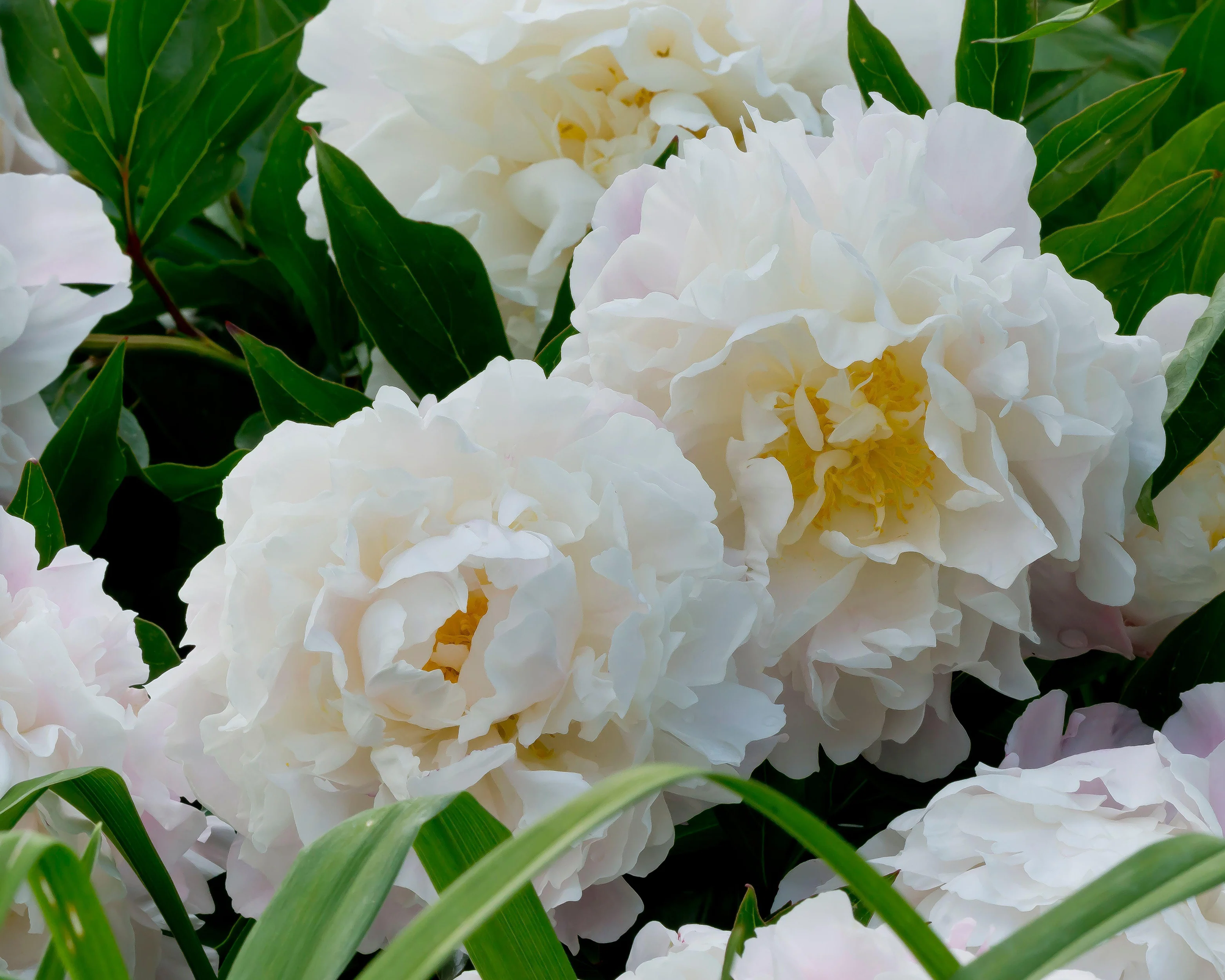 Paeonia 'Catharina Fontijn' - Image 4