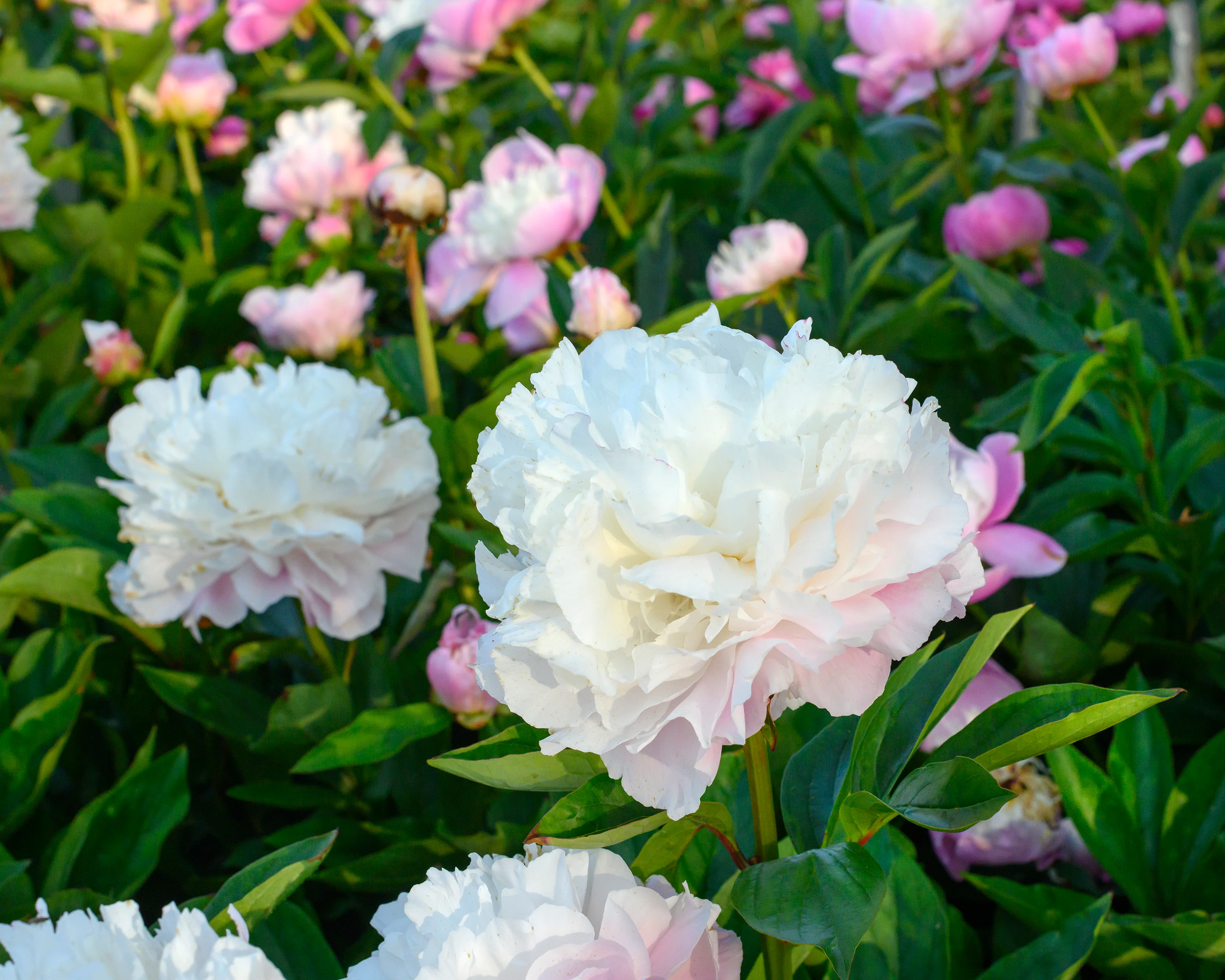 Paeonia 'Catharina Fontijn' - Image 6