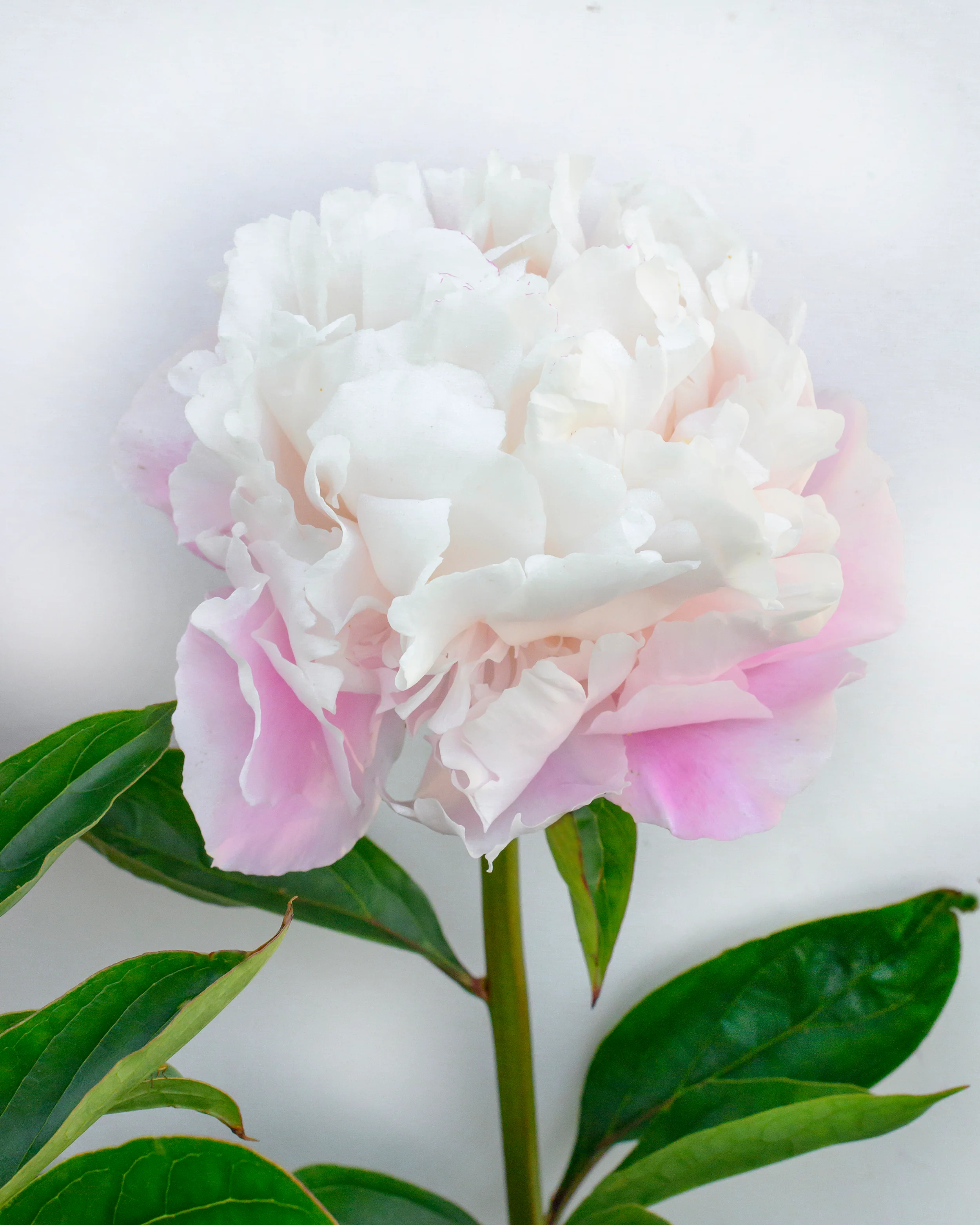 Paeonia 'Catharina Fontijn' - Image 7