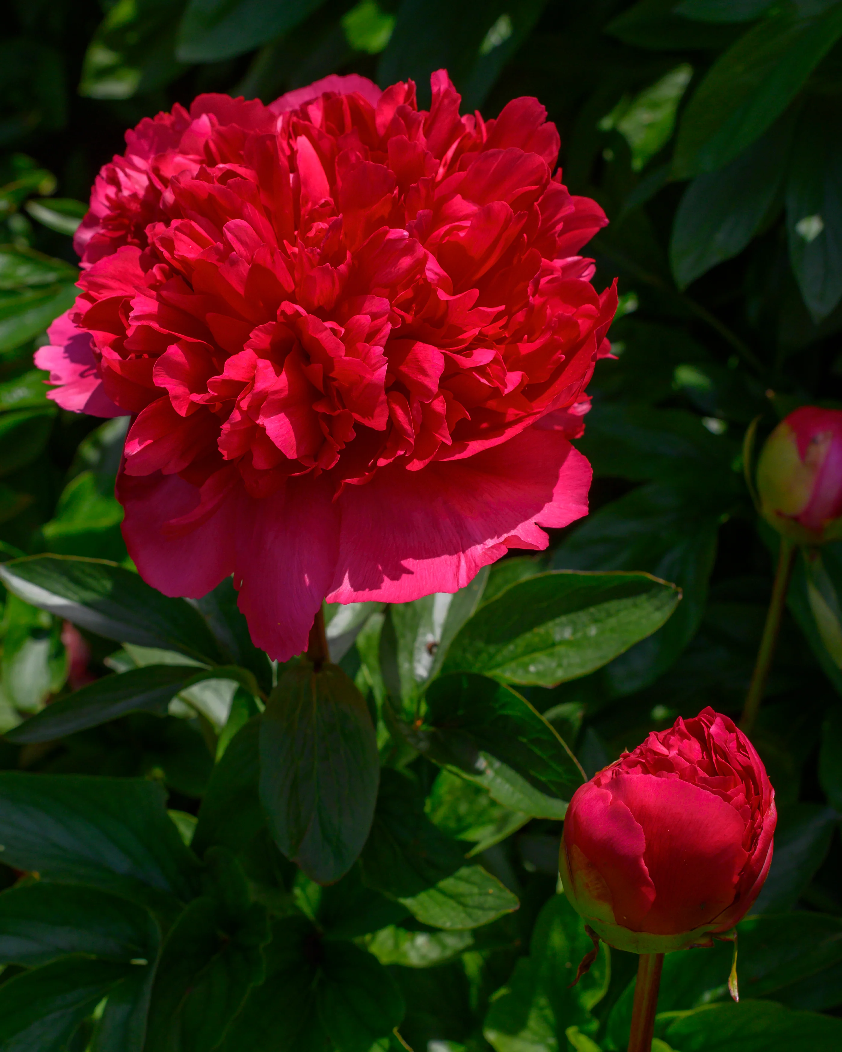 Paeonia 'Command Performance' - Image 11