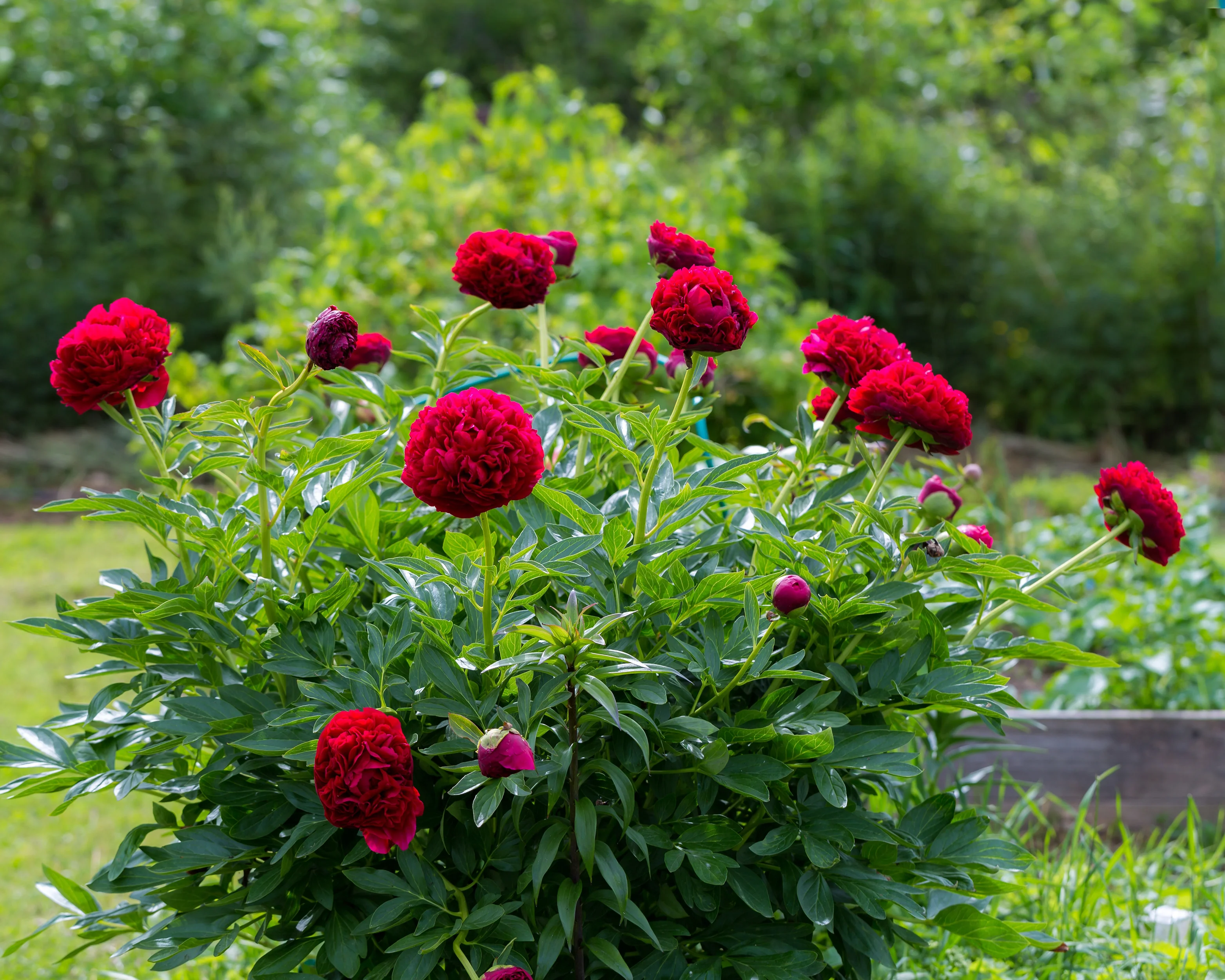 Paeonia 'Command Performance' - Image 3