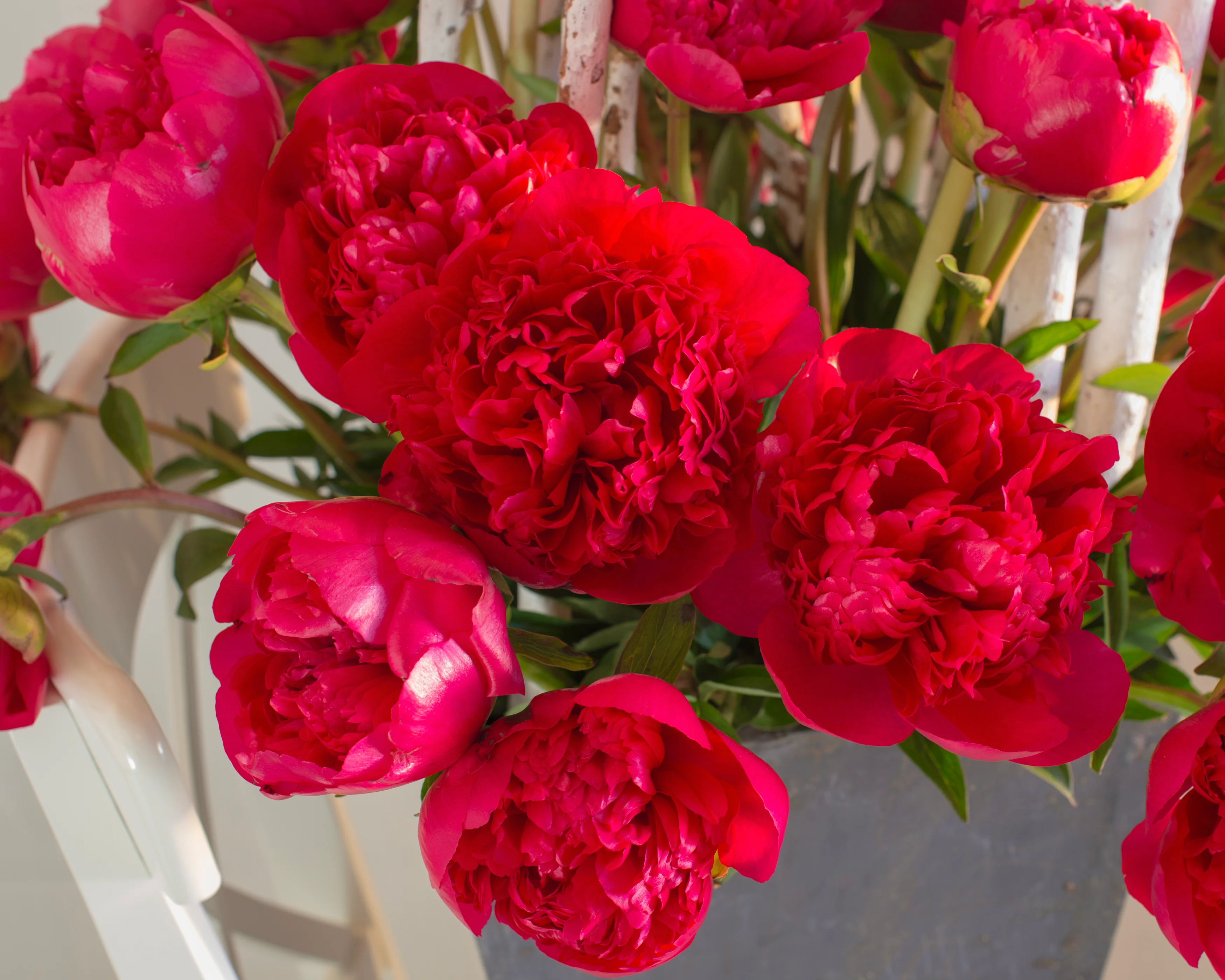 Paeonia 'Command Performance' - Image 6