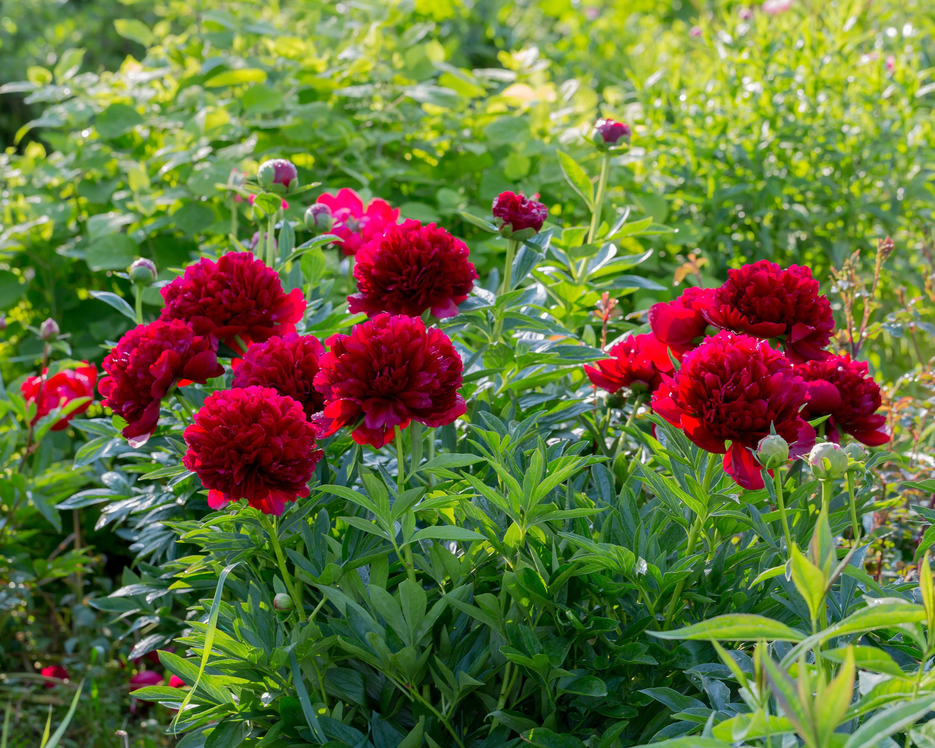 Paeonia 'Command Performance' - Image 7