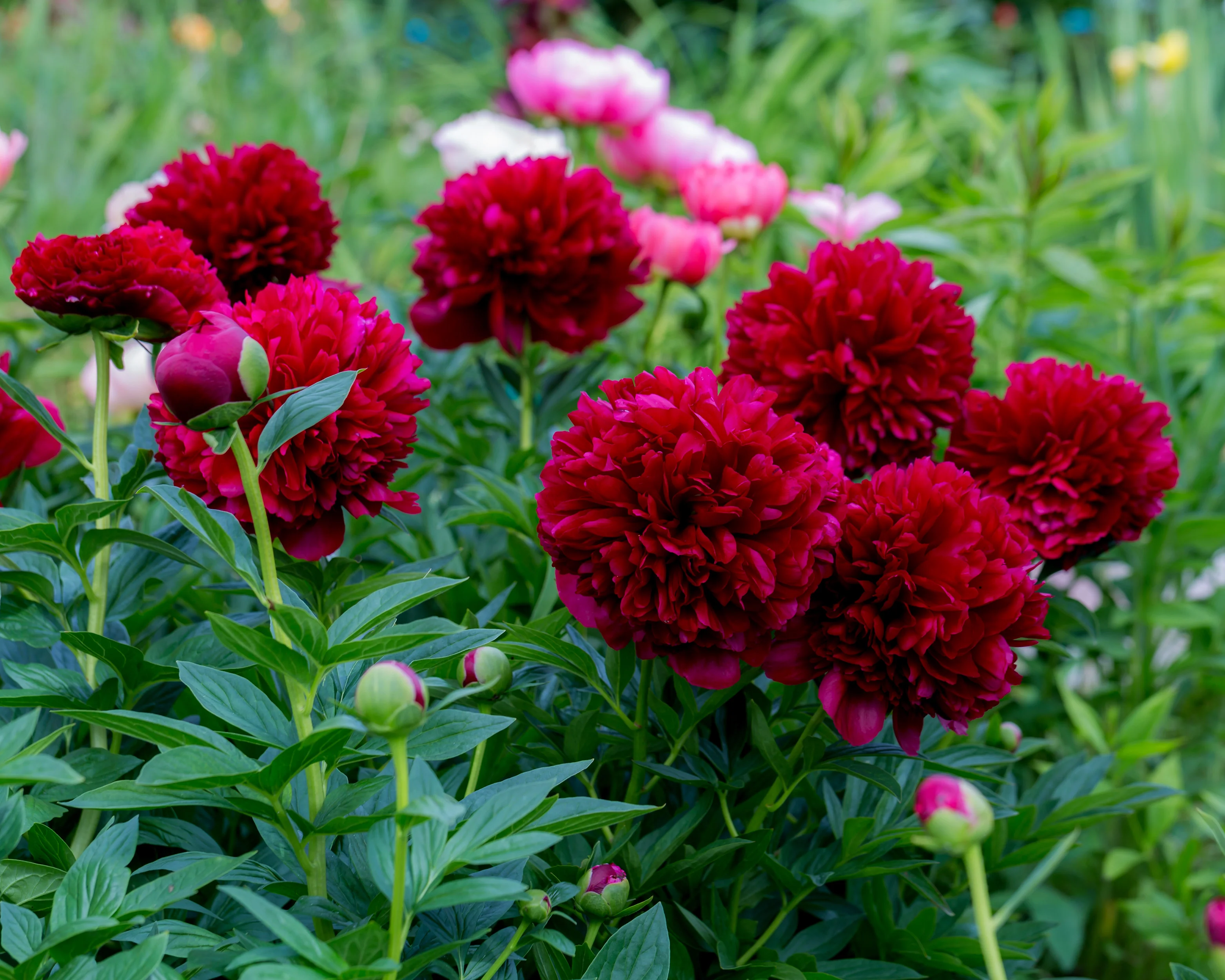 Paeonia 'Command Performance' - Image 9