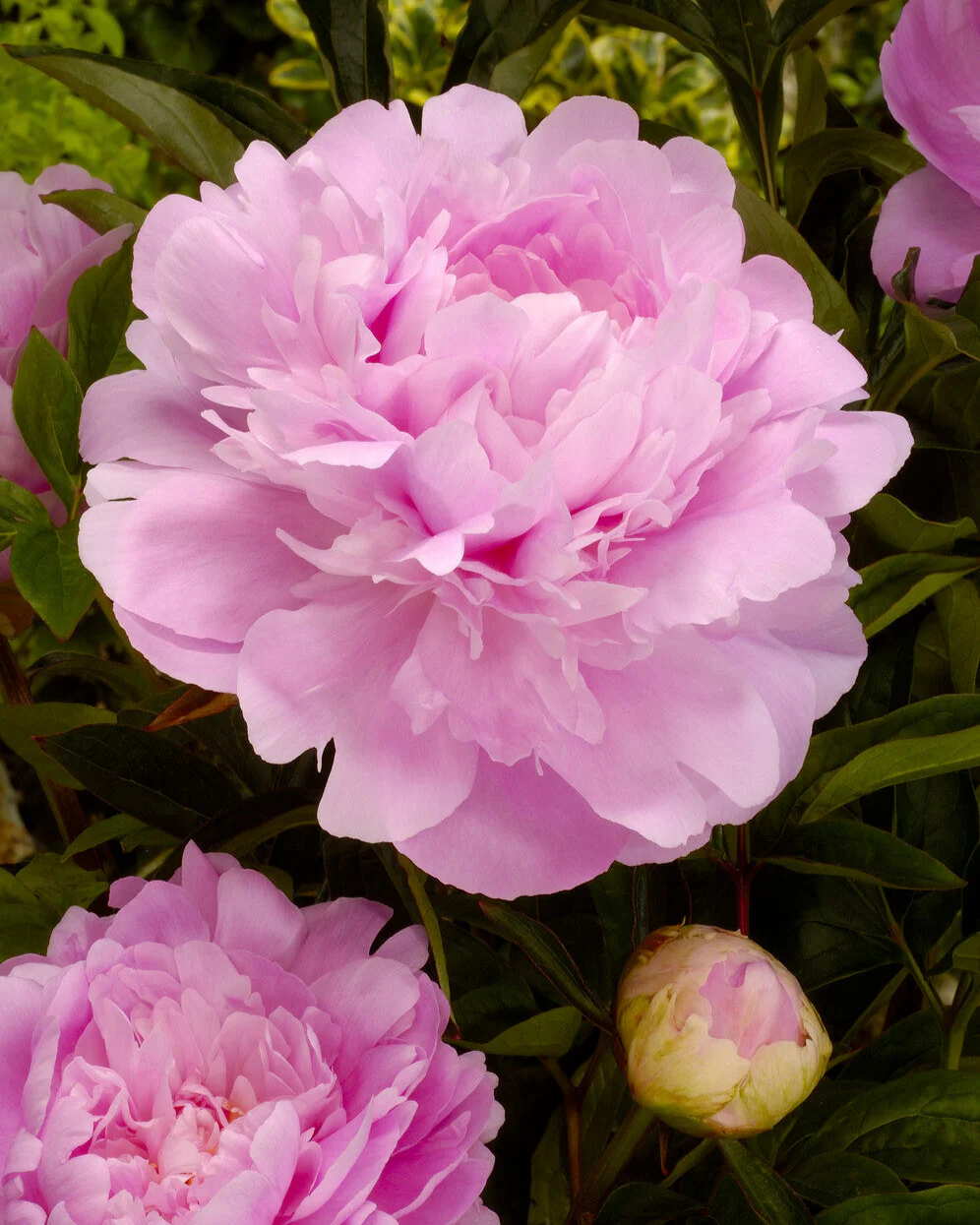 Paeonia 'Dinner Plate' - Image 3